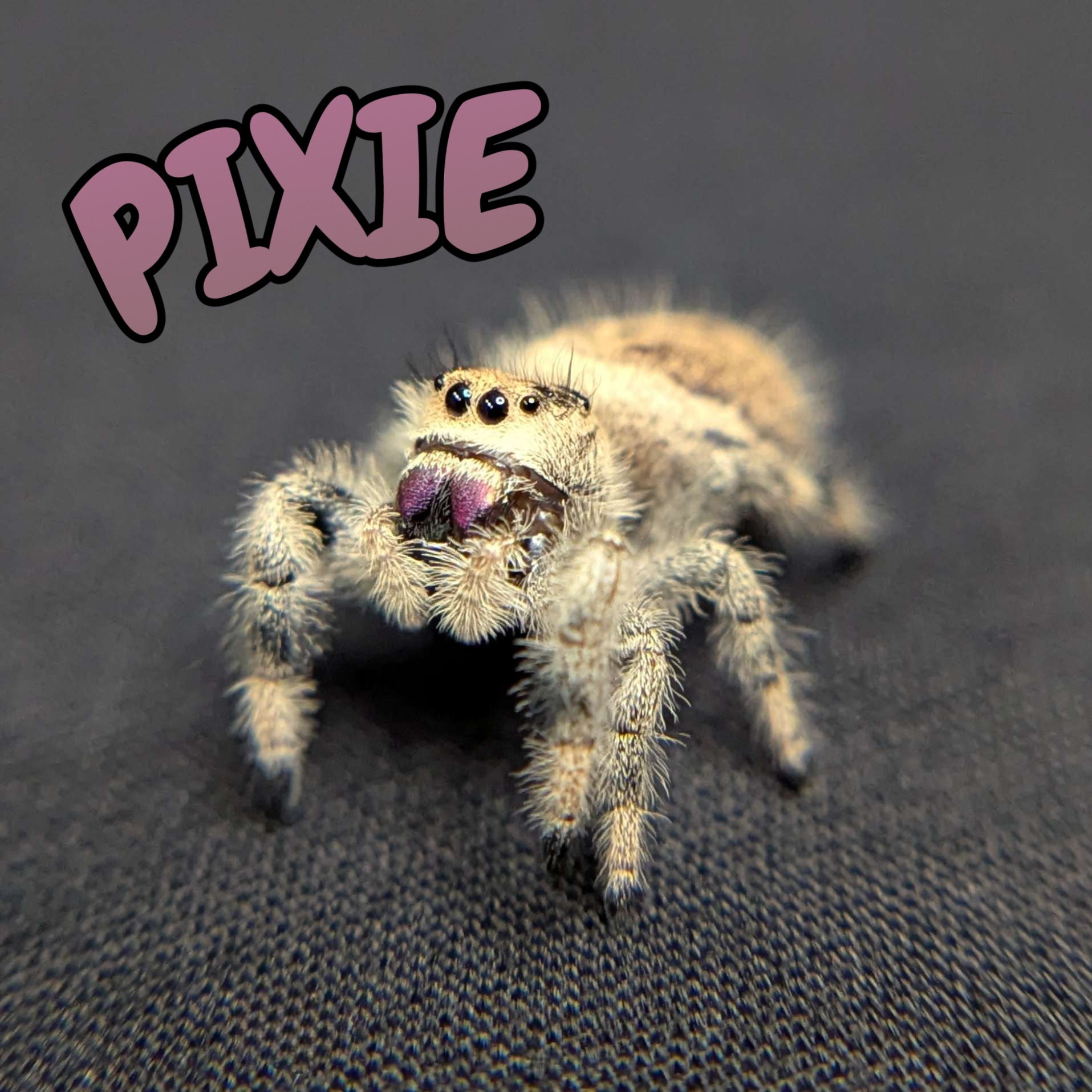 Regal Jumping Spider "Pixie"