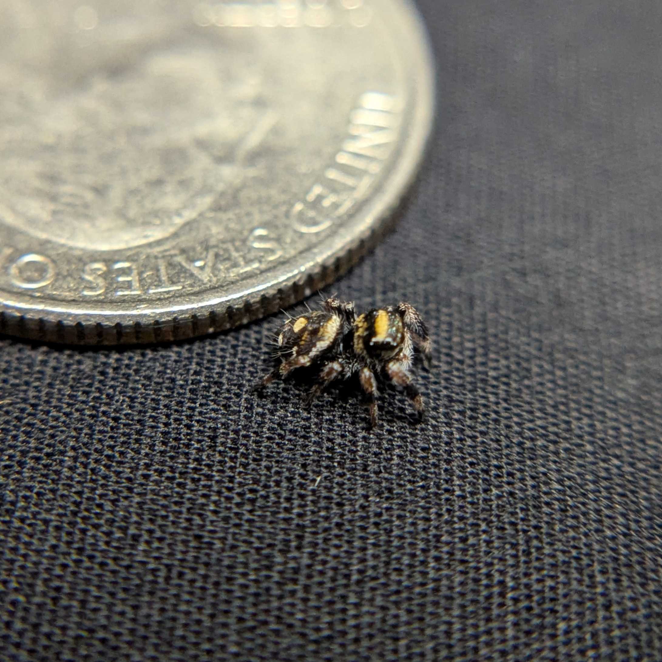 Regal Jumping Spider "Star"