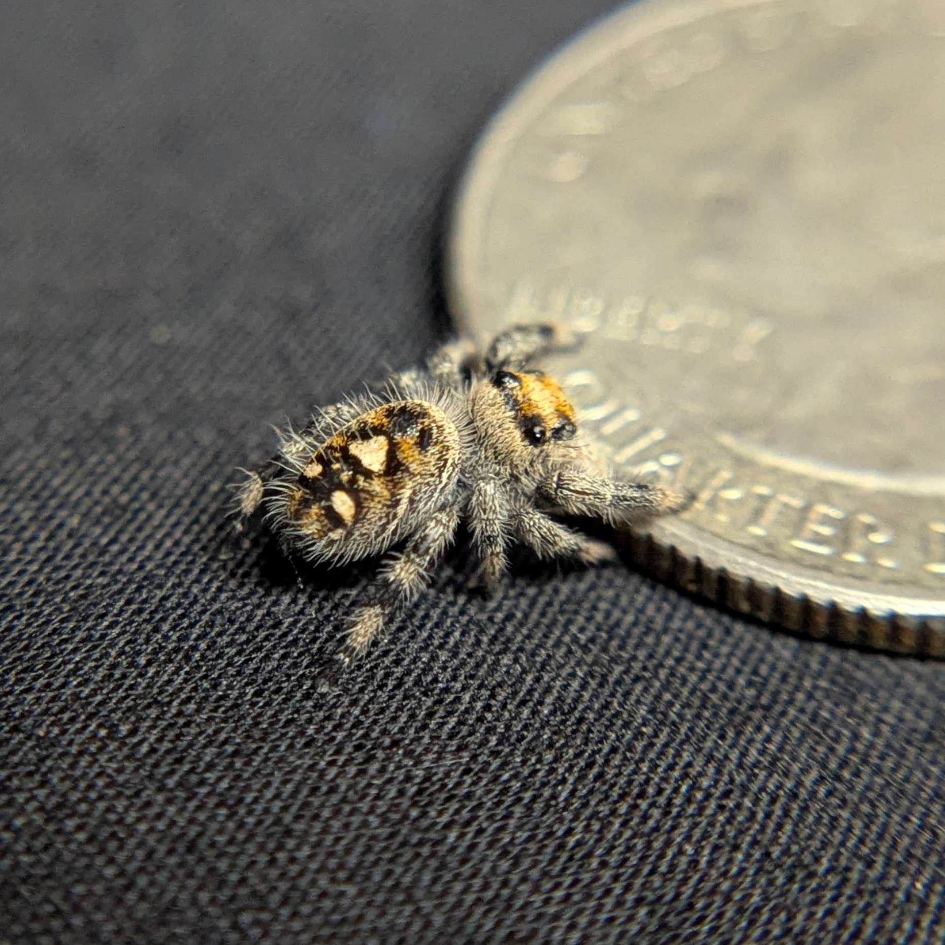 Regal Jumping Spider "Lunaria"