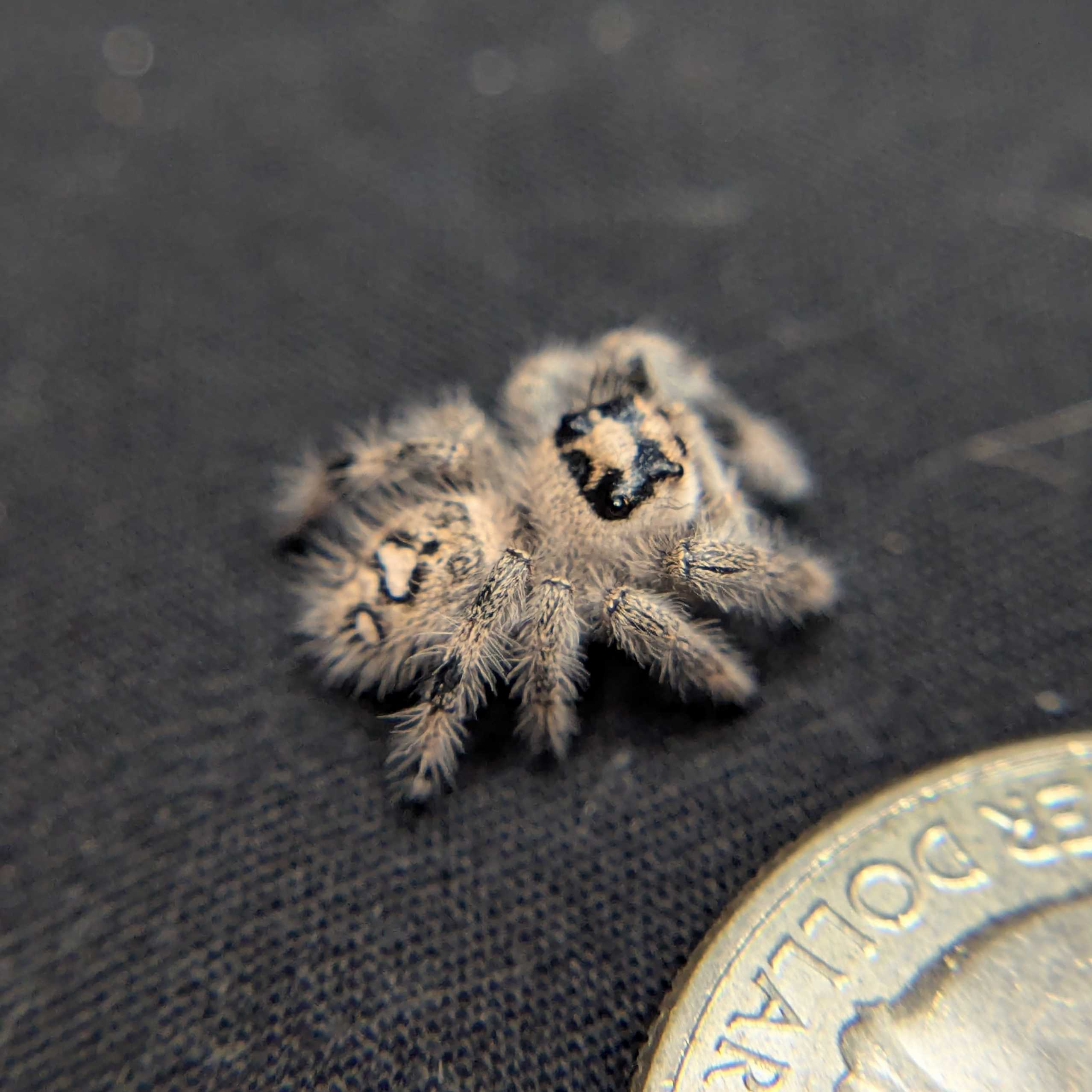 Regal Jumping Spider "Sugar"