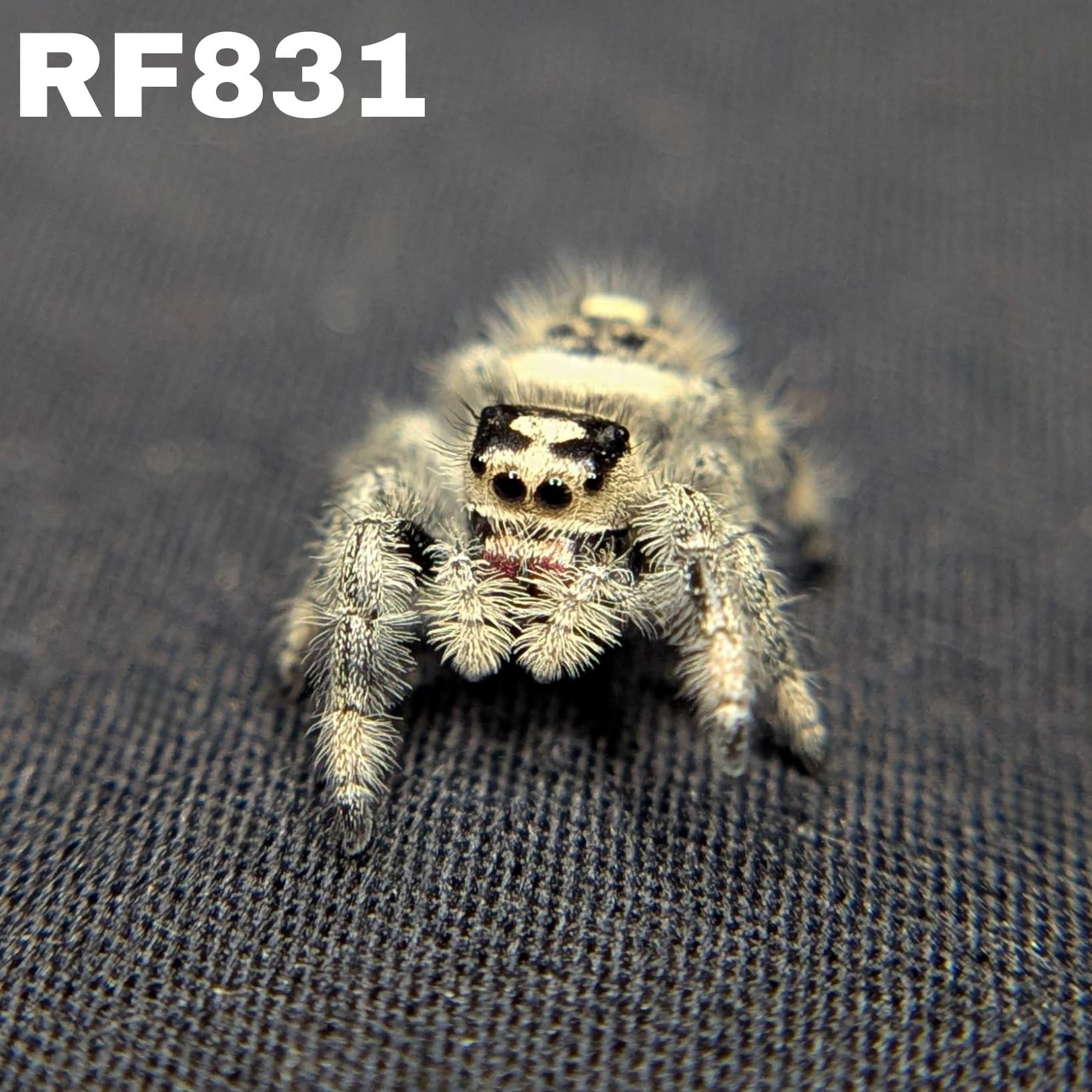Regal Jumping Spider "Gelato"