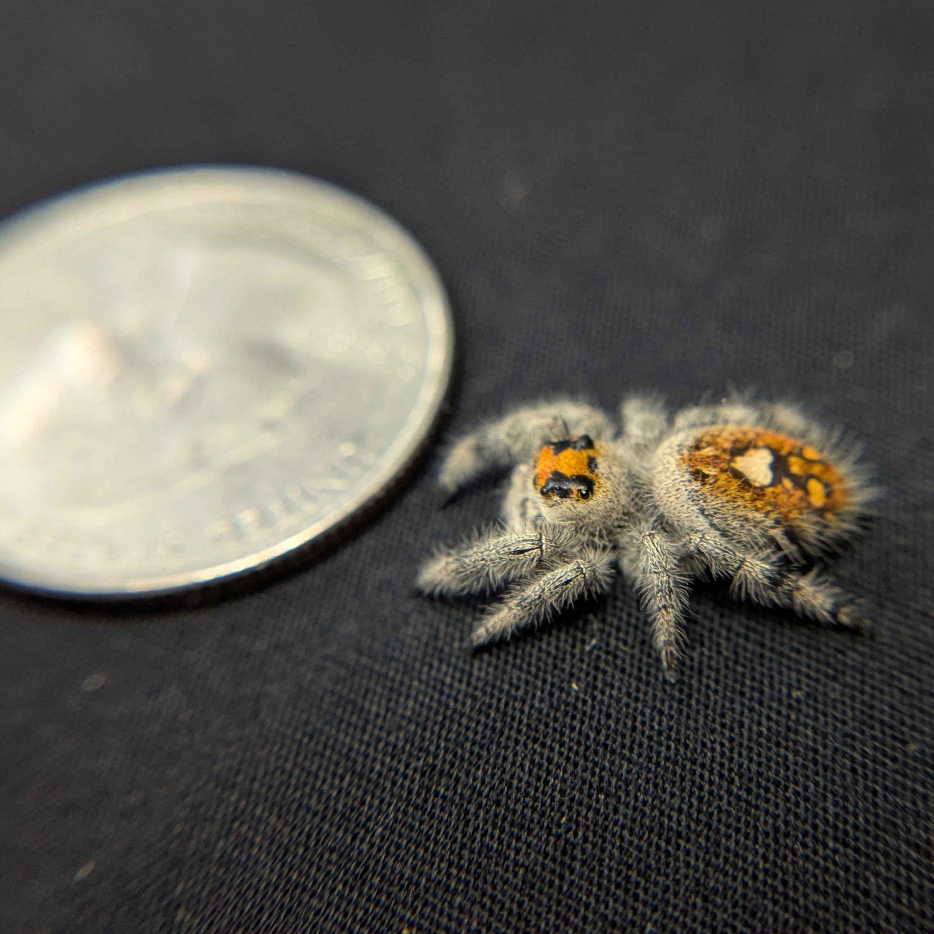 Regal Jumping Spider “Harvest Fern”