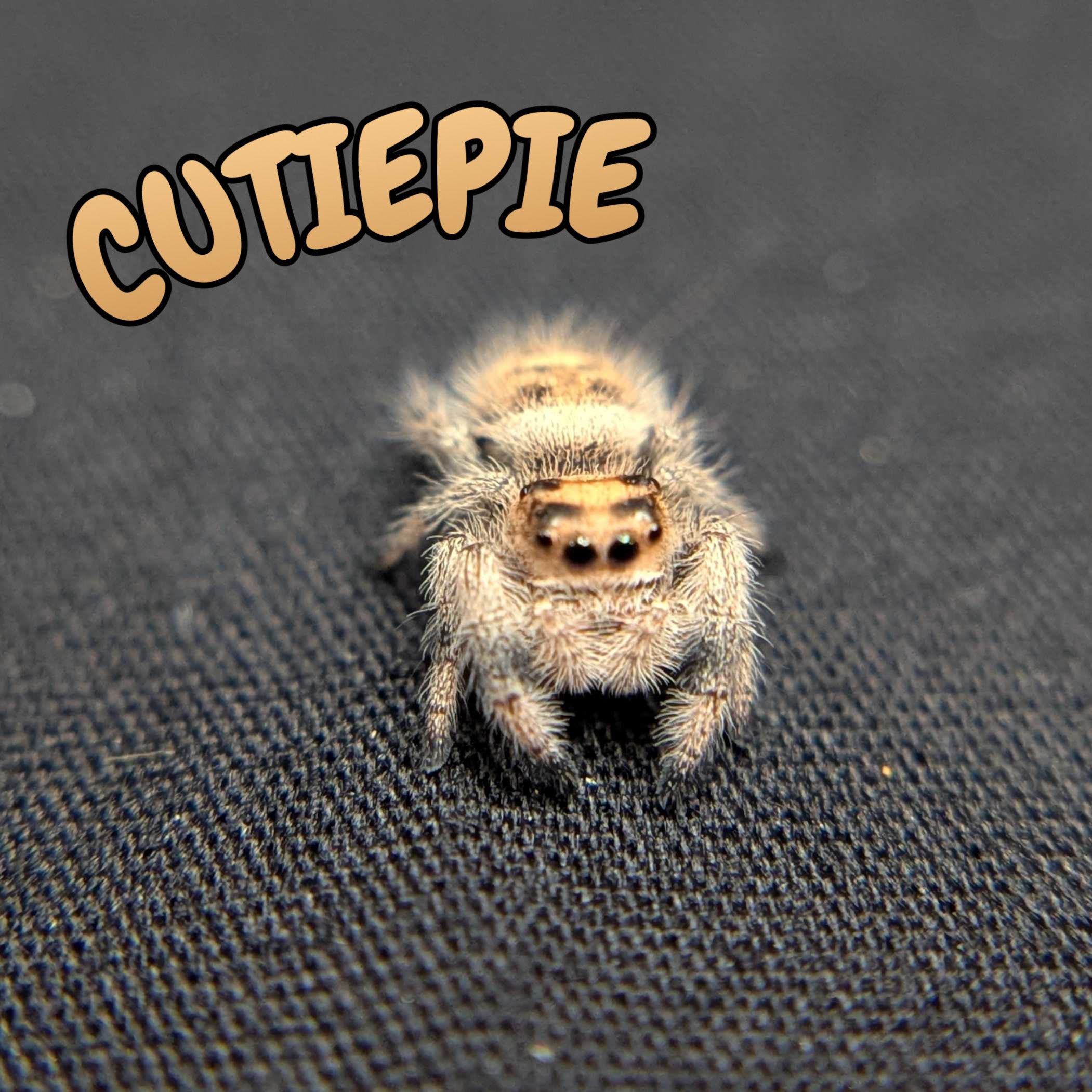 Regal Jumping Spider "Cutiepie"
