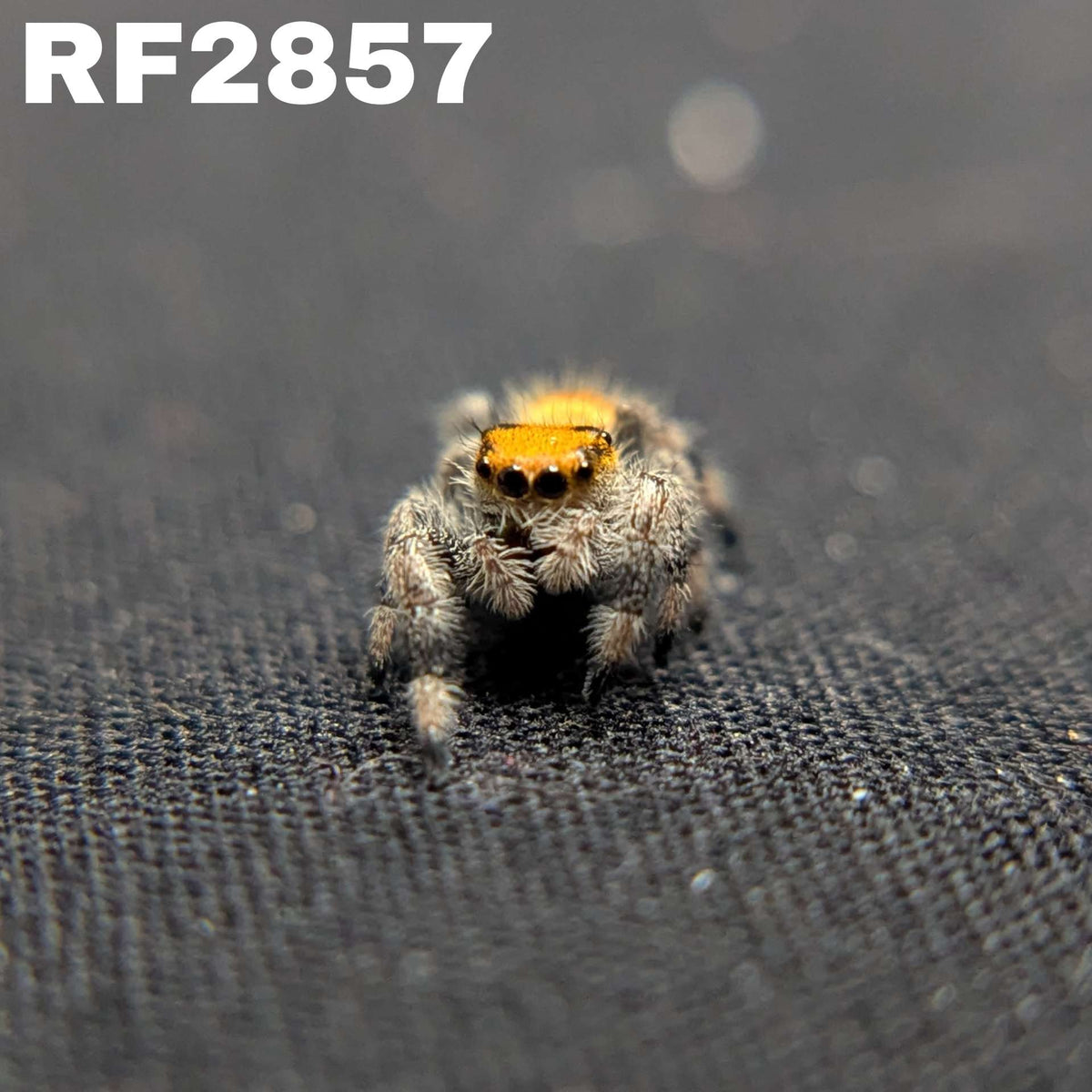 Regal Jumping Spider “Dijon”