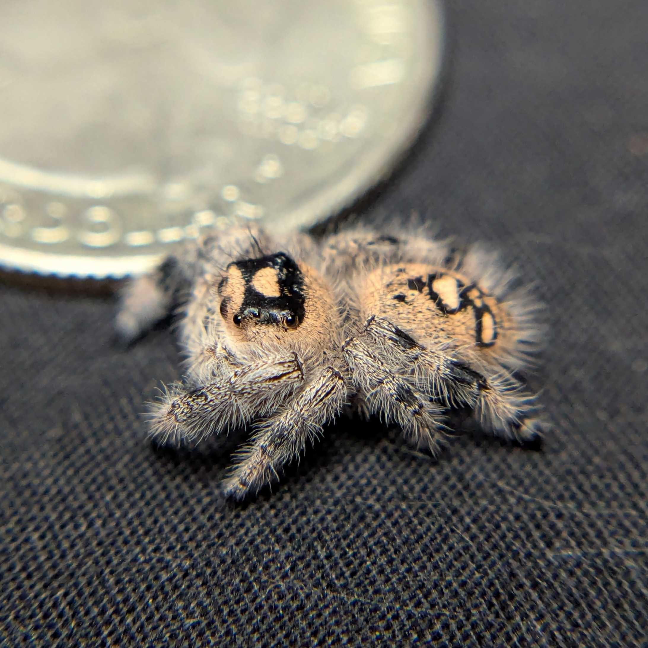 Regal Jumping Spider "Lava"