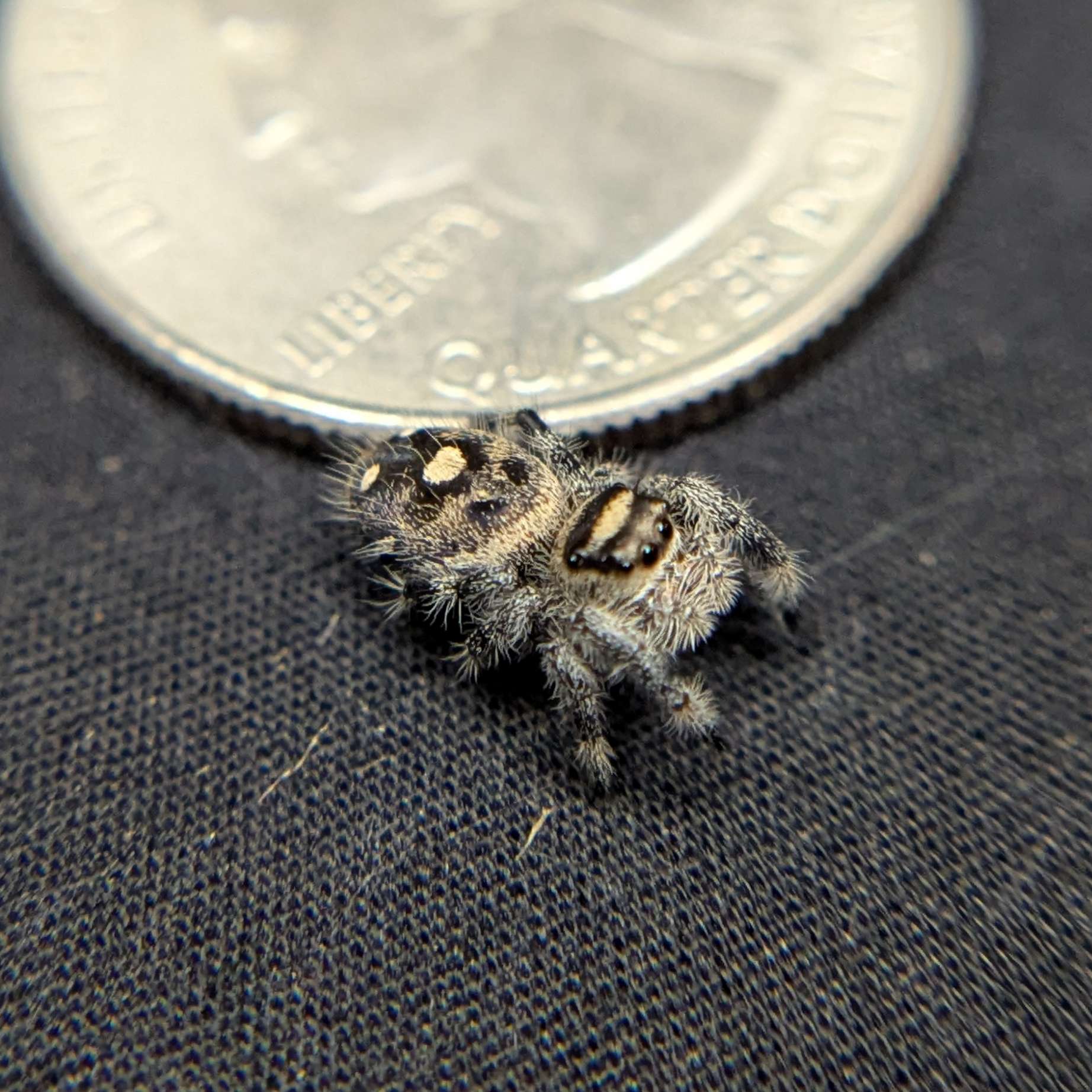 Regal Jumping Spider "Cashew"