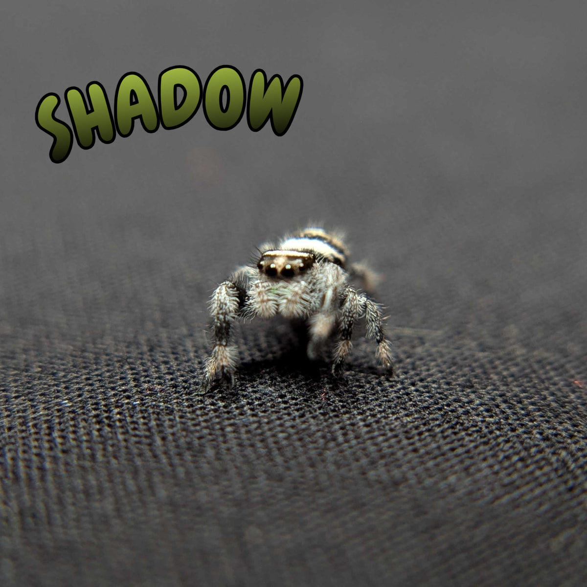 Regal Jumping Spider "Shadow"