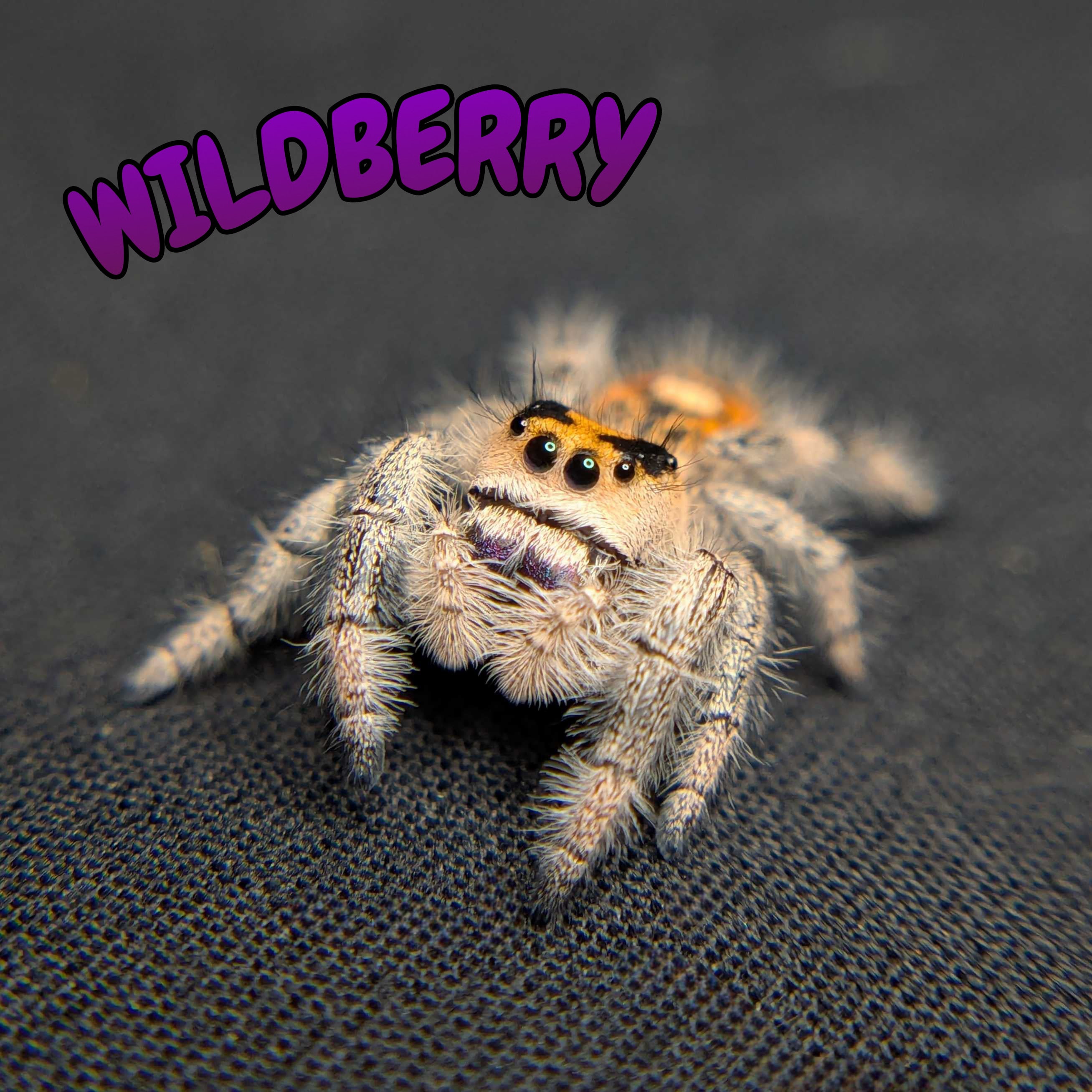 Regal Jumping Spider "Wildberry"