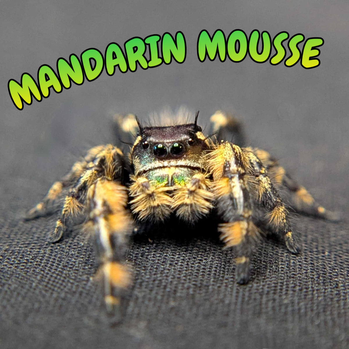 Otiosus Jumping Spider “Mandarin Mousse”