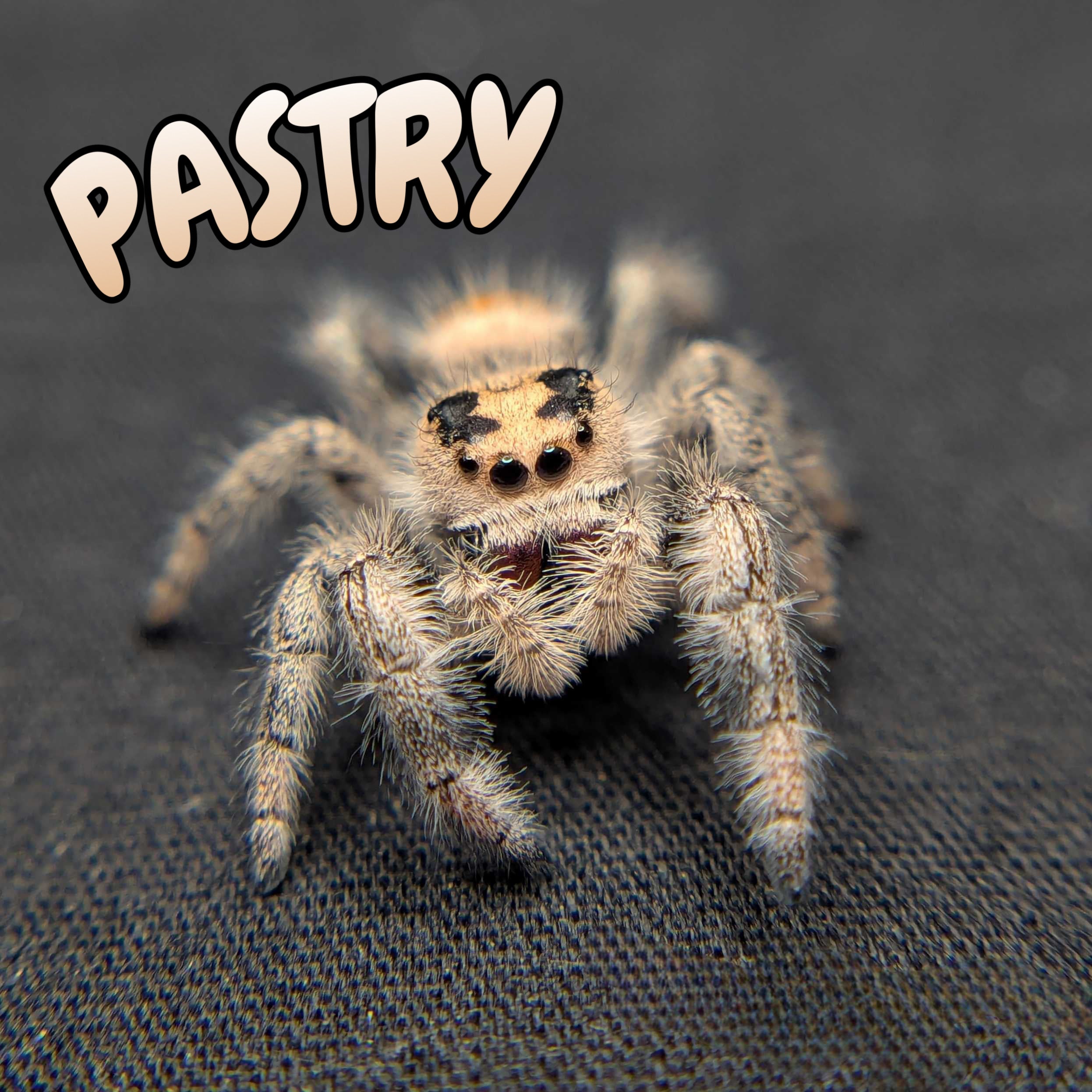 Regal Jumping Spider "Pastry"
