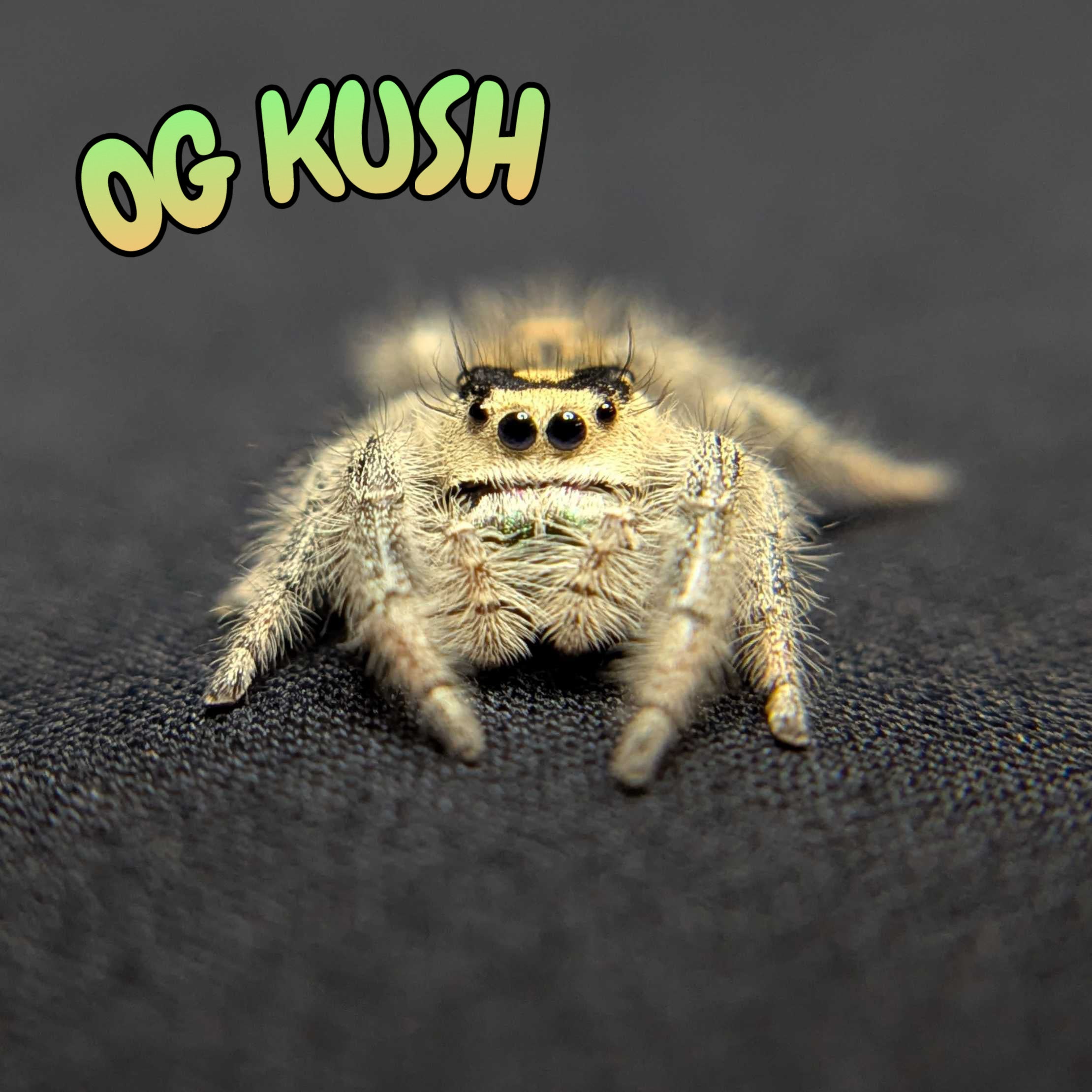 Regal Jumping Spider “OG Kush”