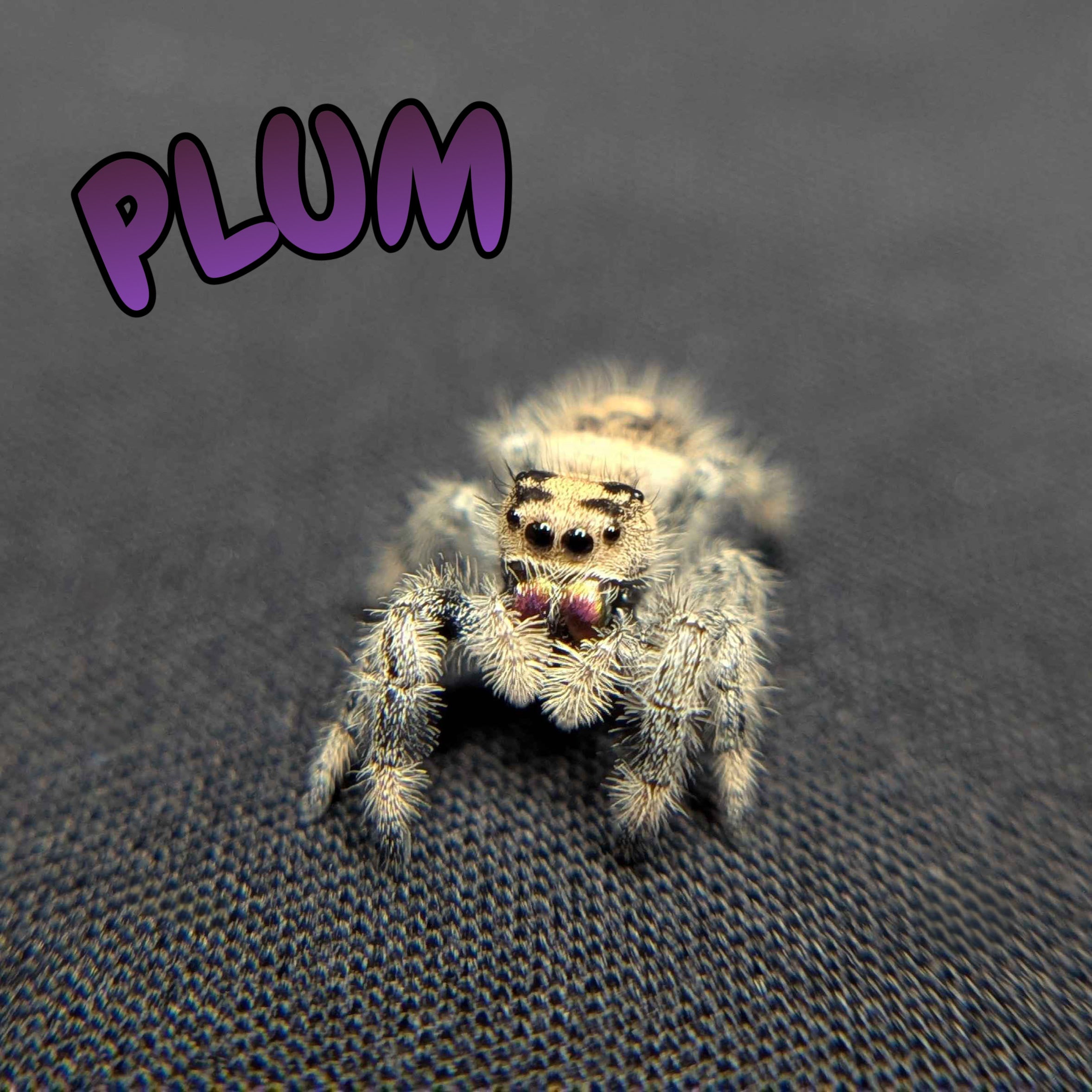 Regal Jumping Spider "Plum"