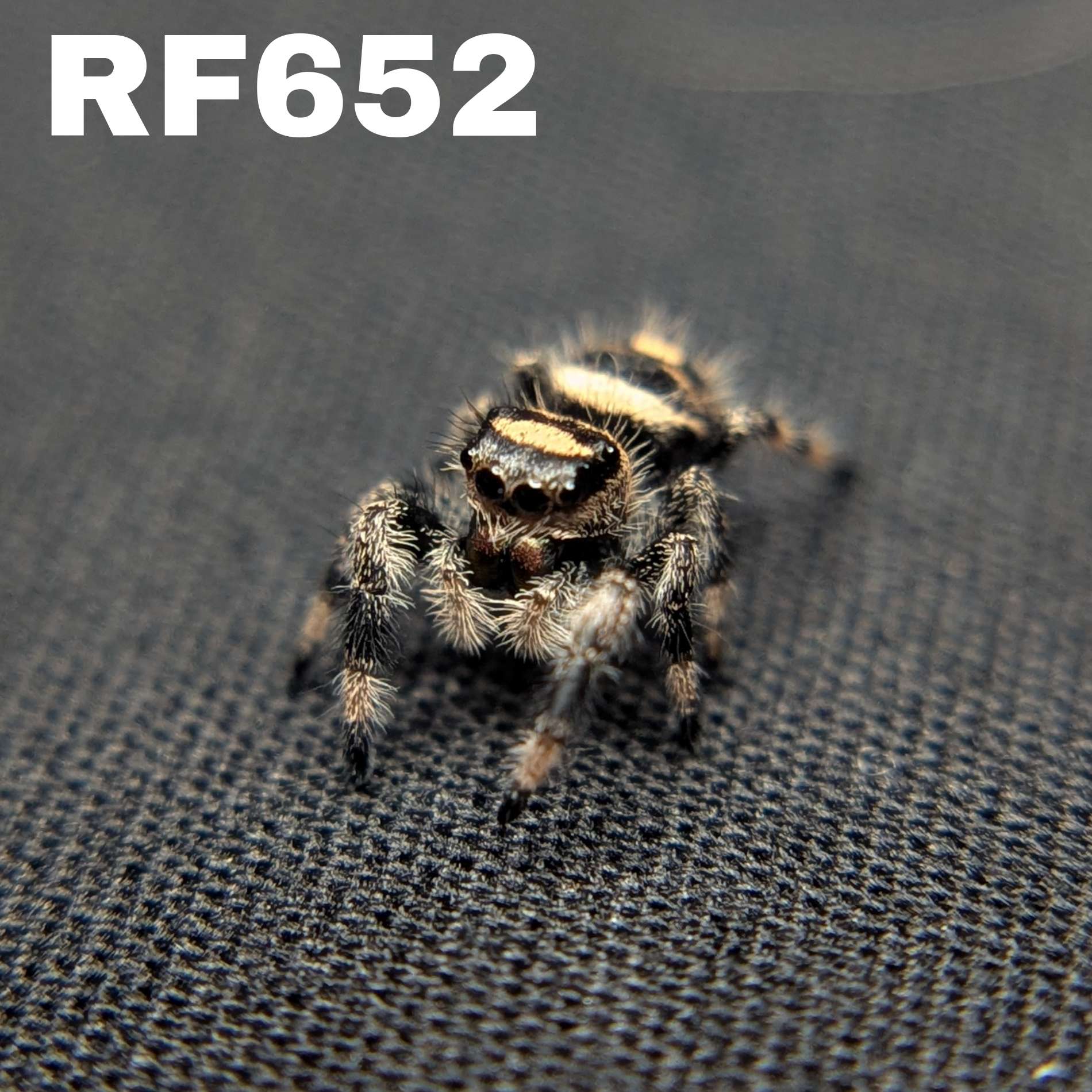 Regal Jumping Spider "Gravy"