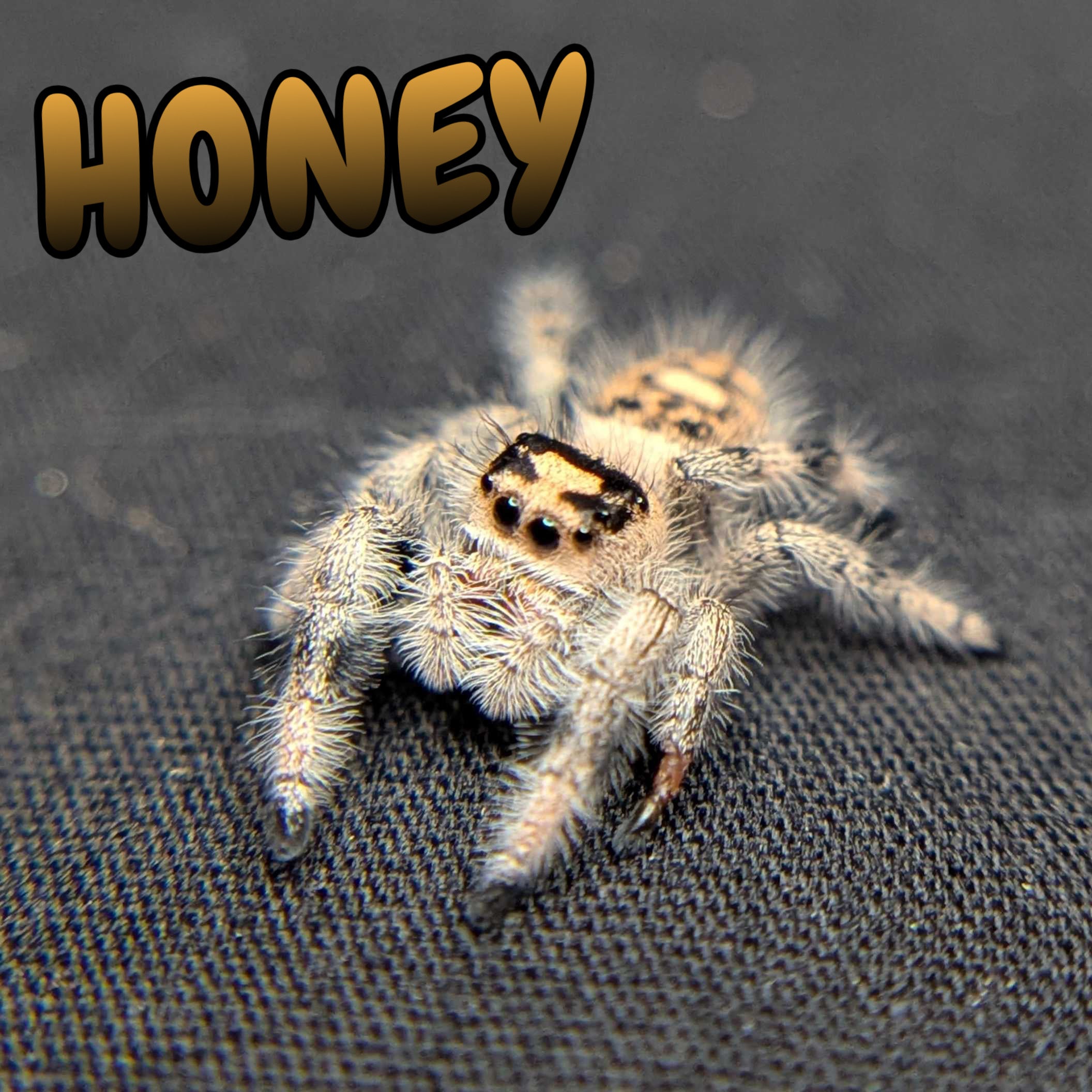 Regal Jumping Spider "Honey"