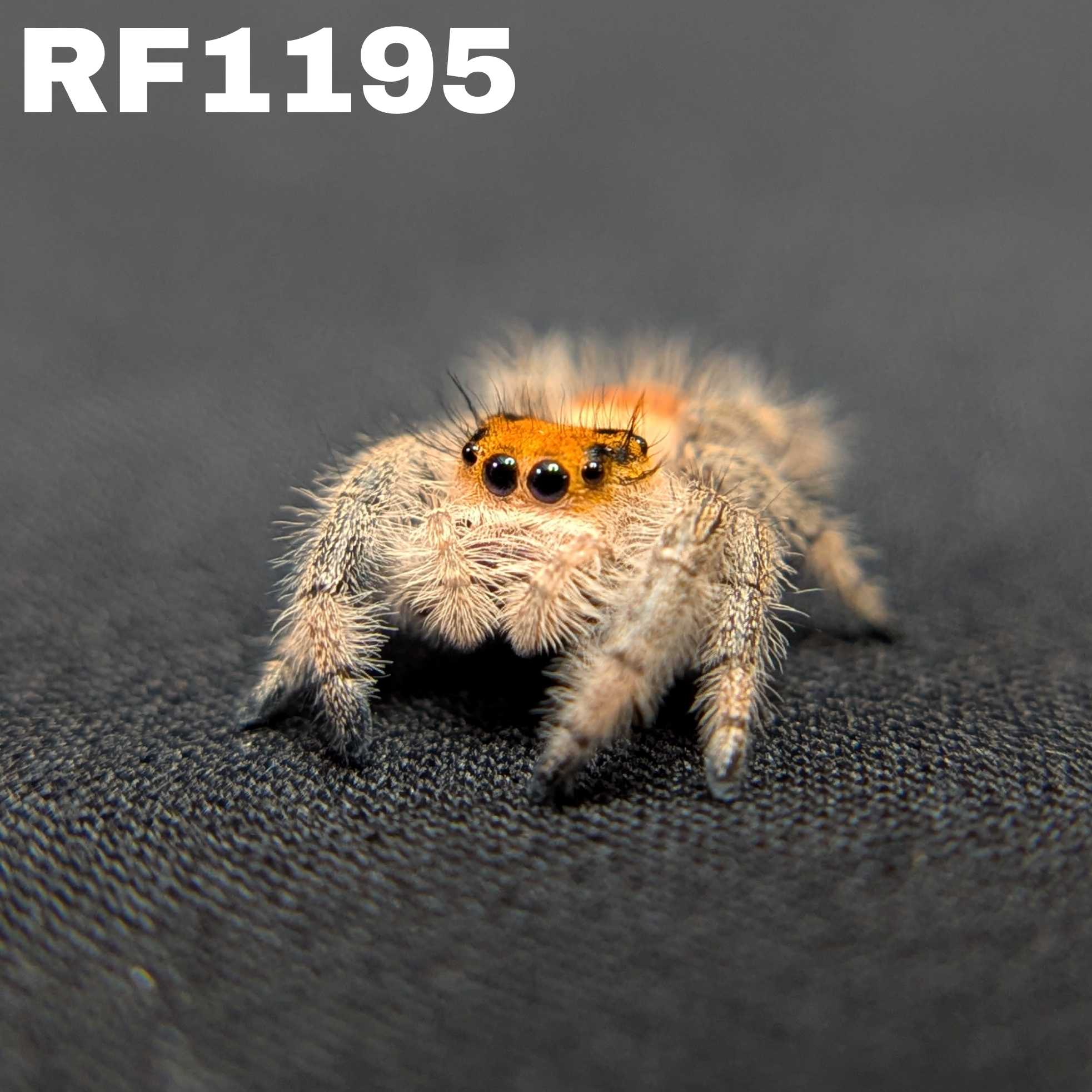 Regal Jumping Spider "Yam"