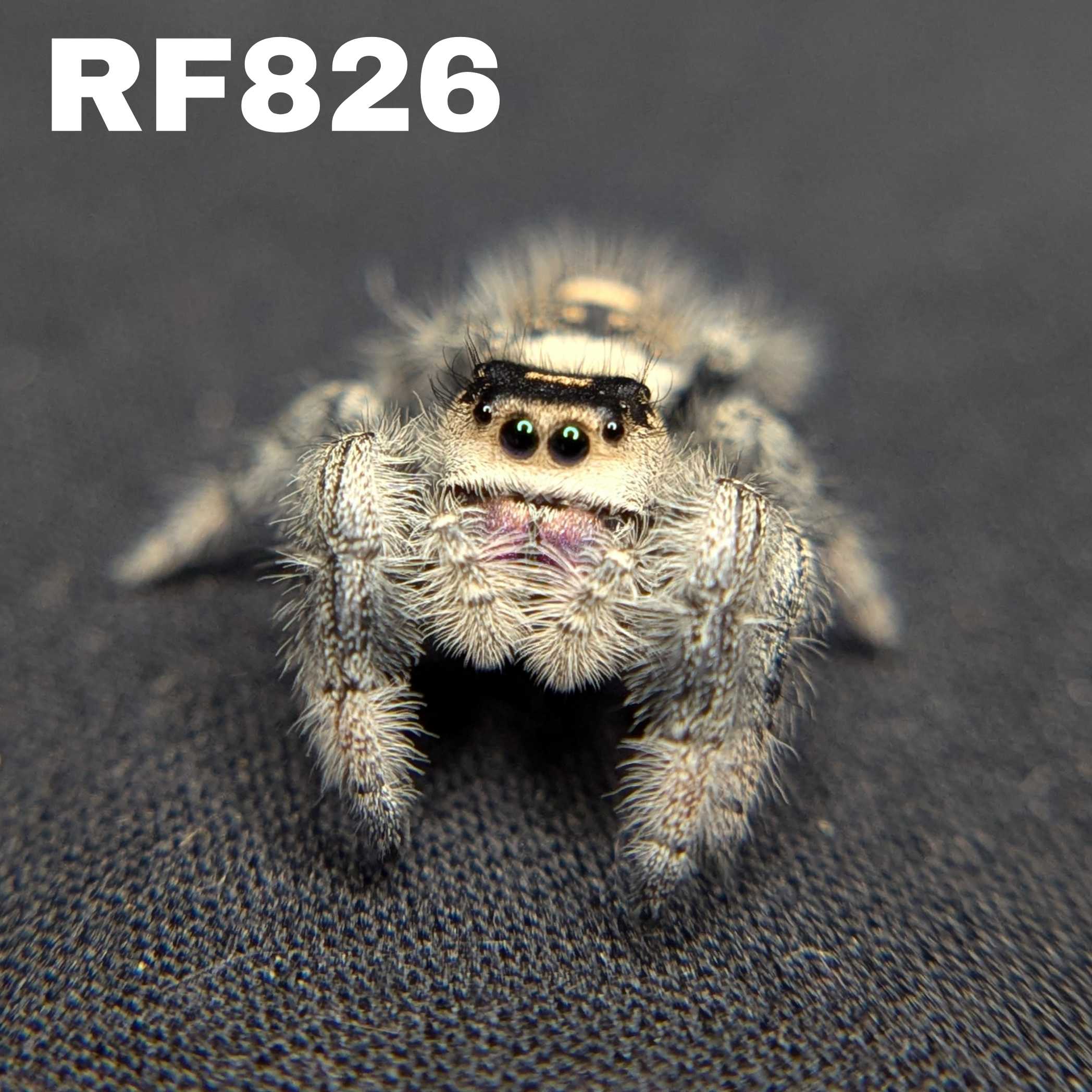 Regal Jumping Spider "Fantasy"