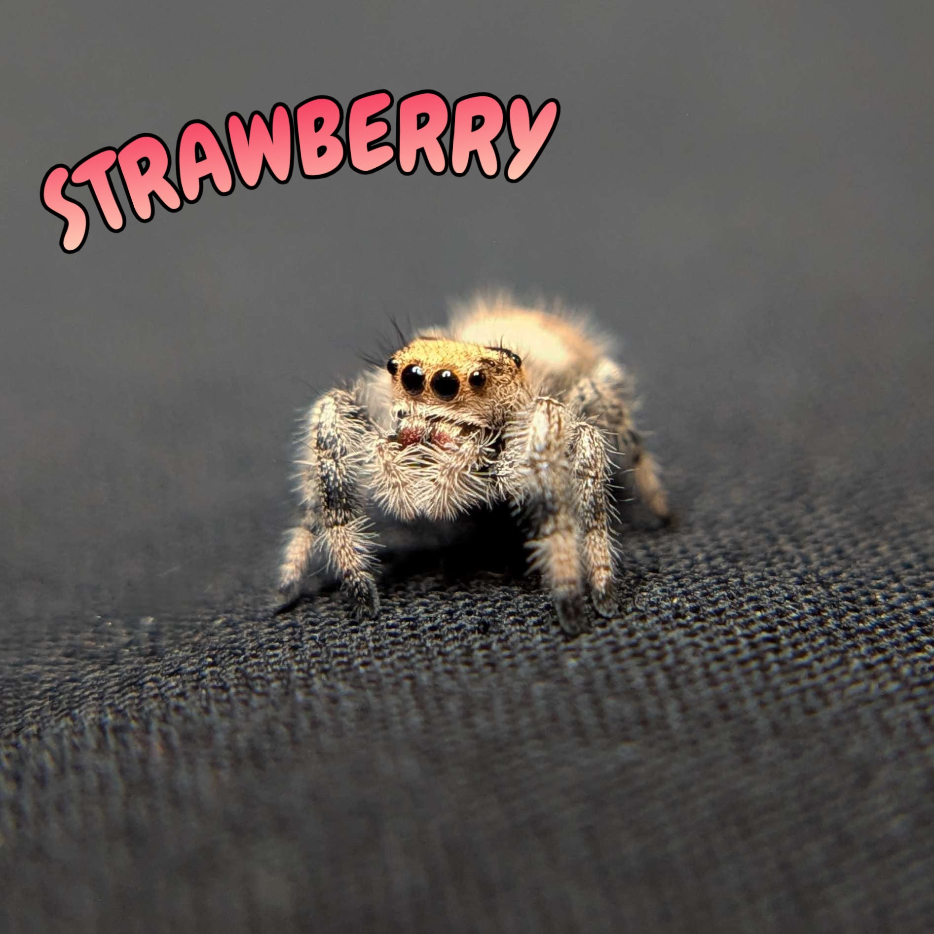 Regal Jumping Spider "Strawberry"