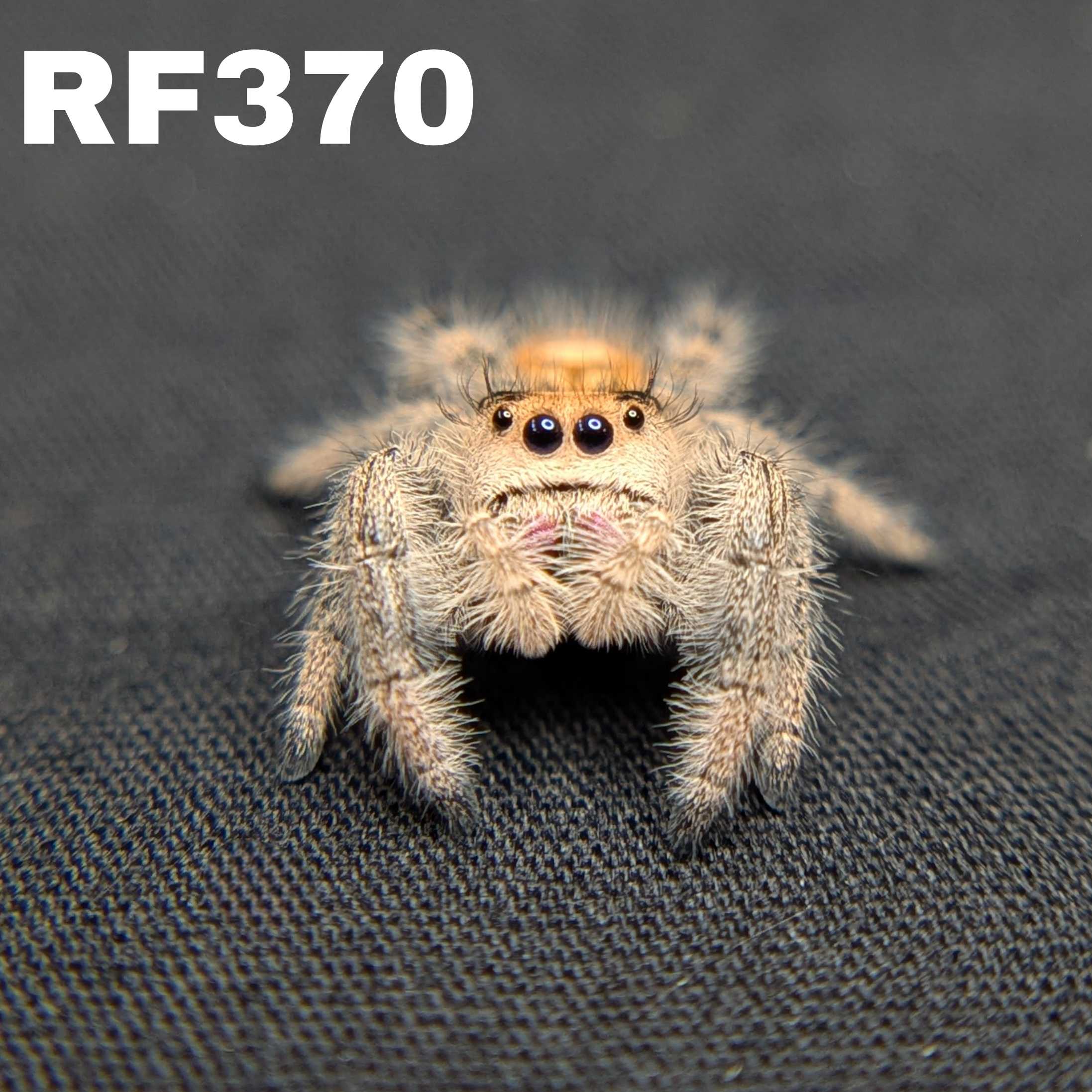 Regal Jumping Spider "Gemstone"