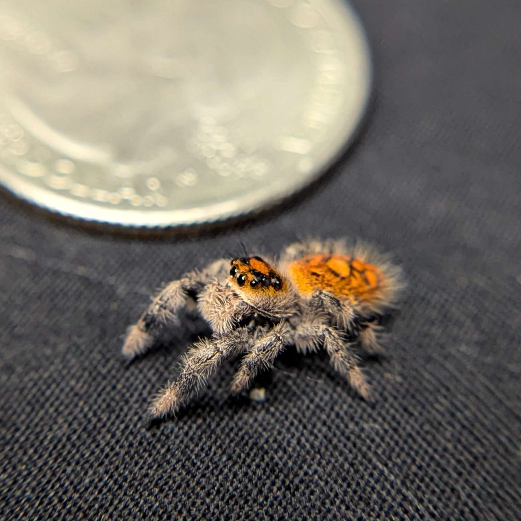 Regal Jumping Spider "Blossom"