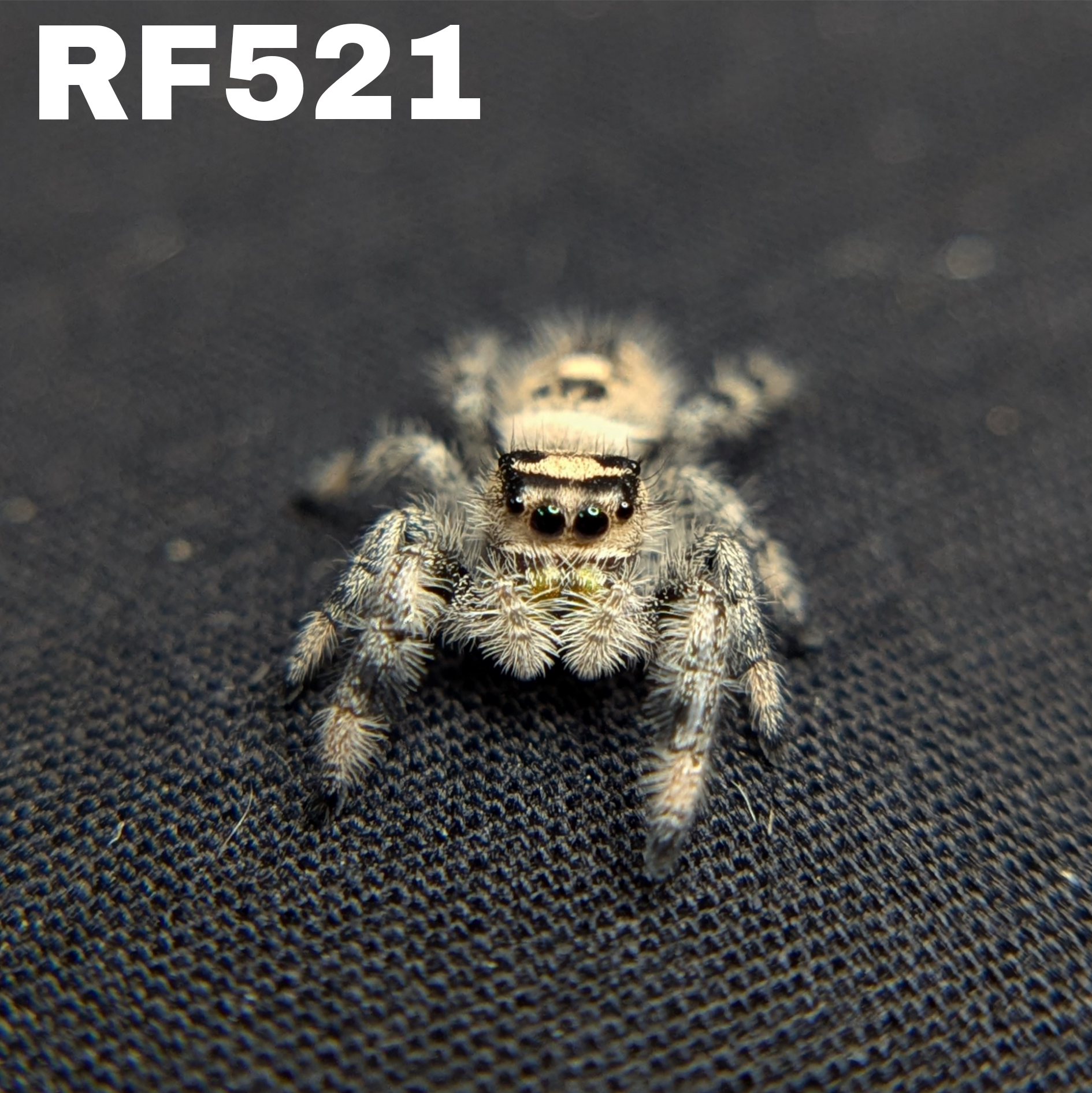 Regal Jumping Spider "Potato"
