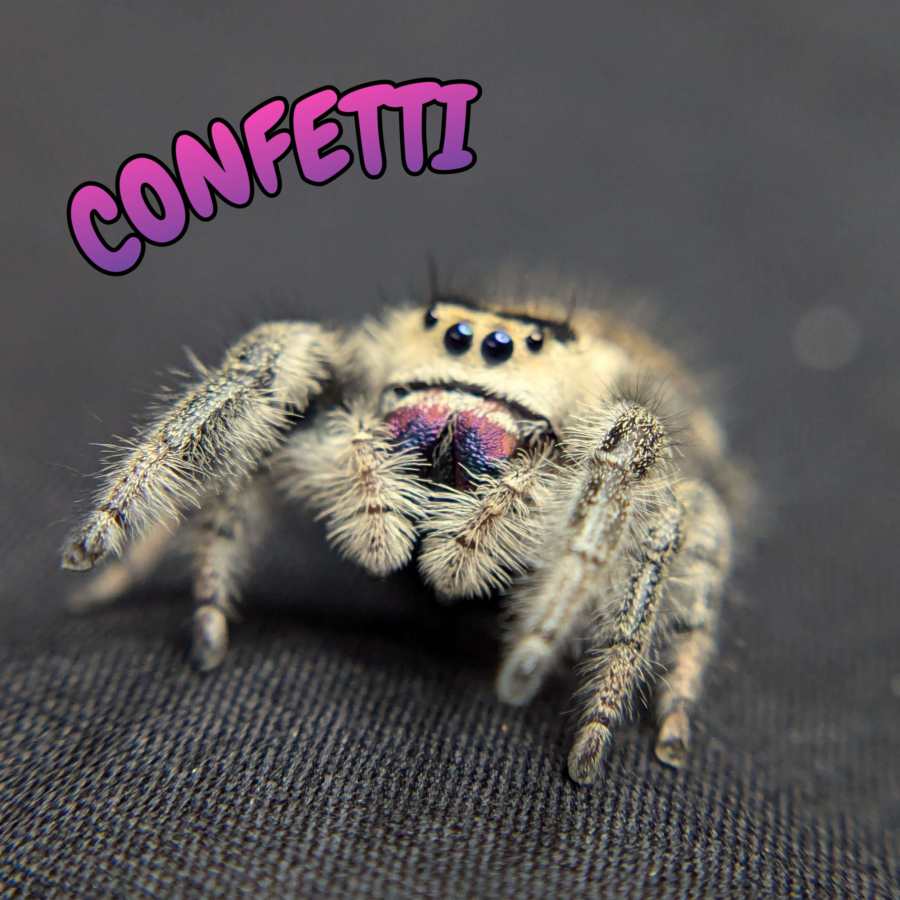 Regal Jumping Spider "Confetti"