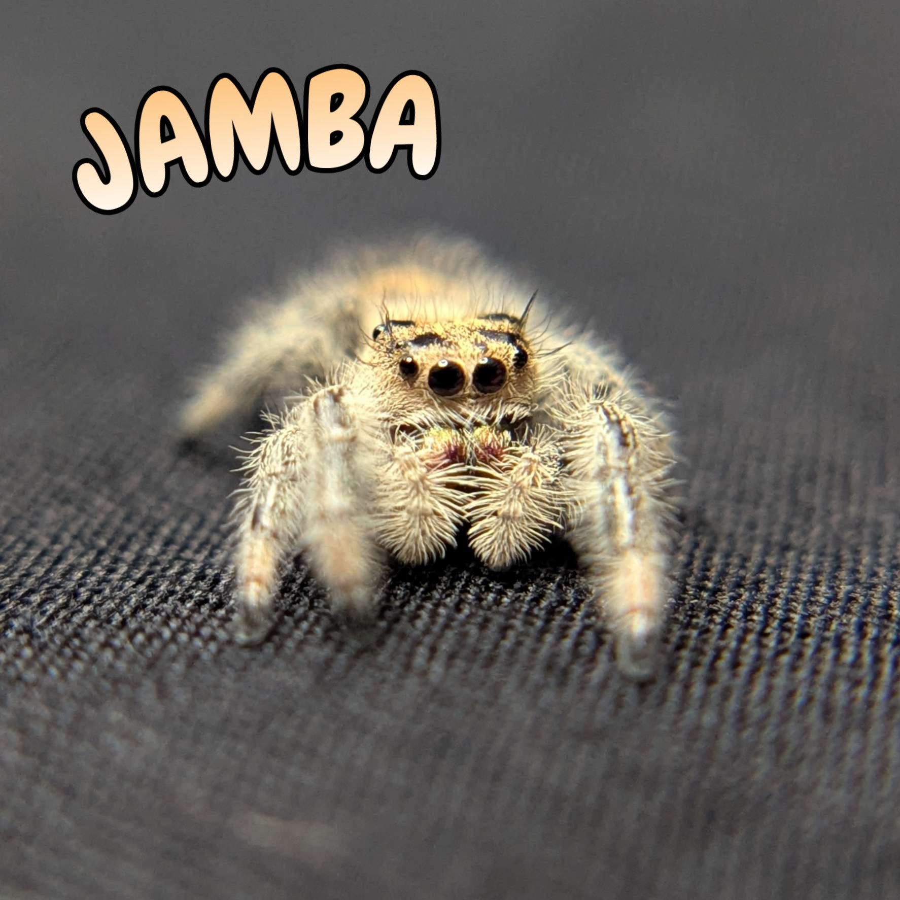 Regal Jumping Spider "Jamba"
