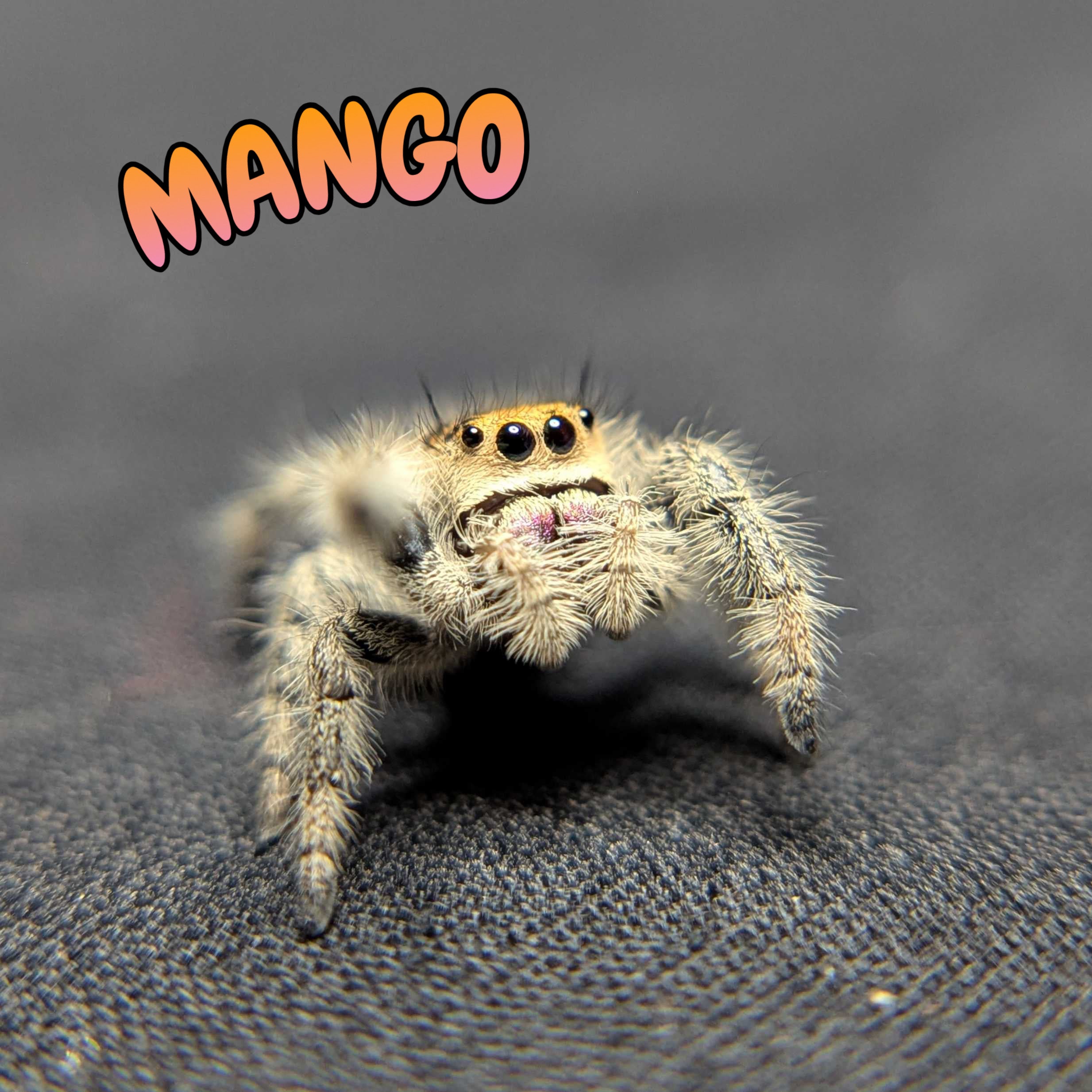 Regal Jumping Spider "Mango"