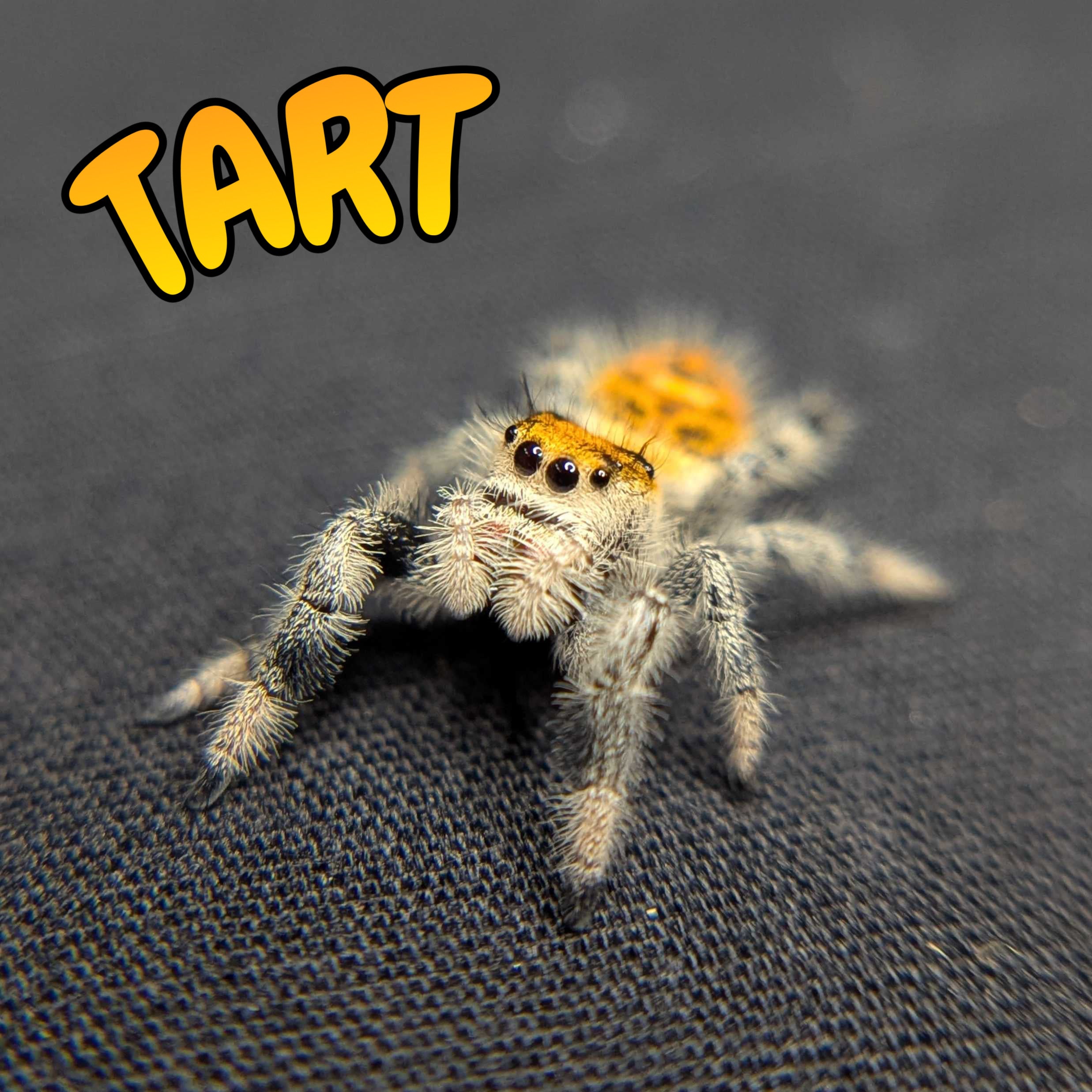 Regal Jumping Spider "Tart"