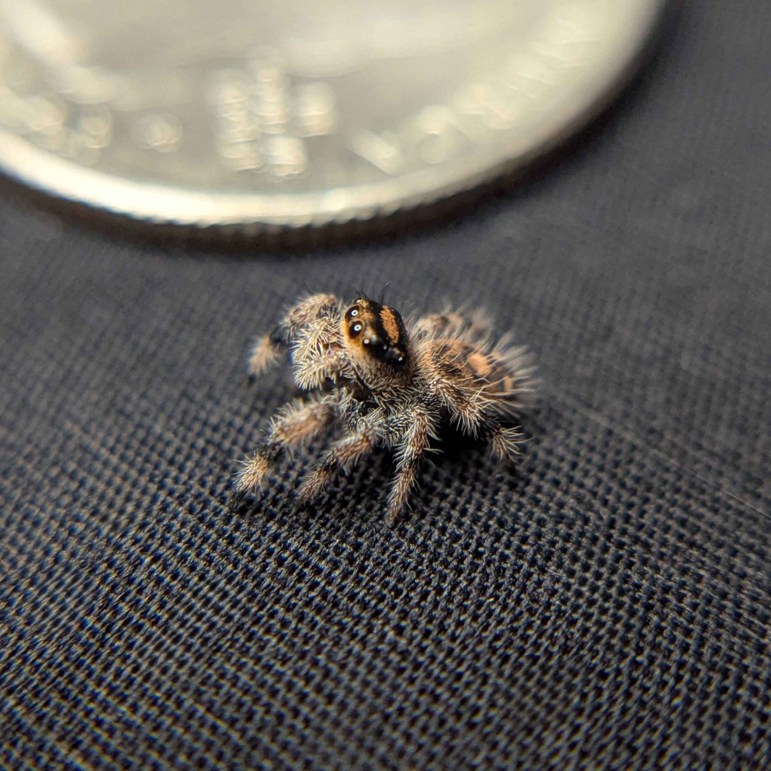 Female Regal Jumping Spider Espresso - Side View