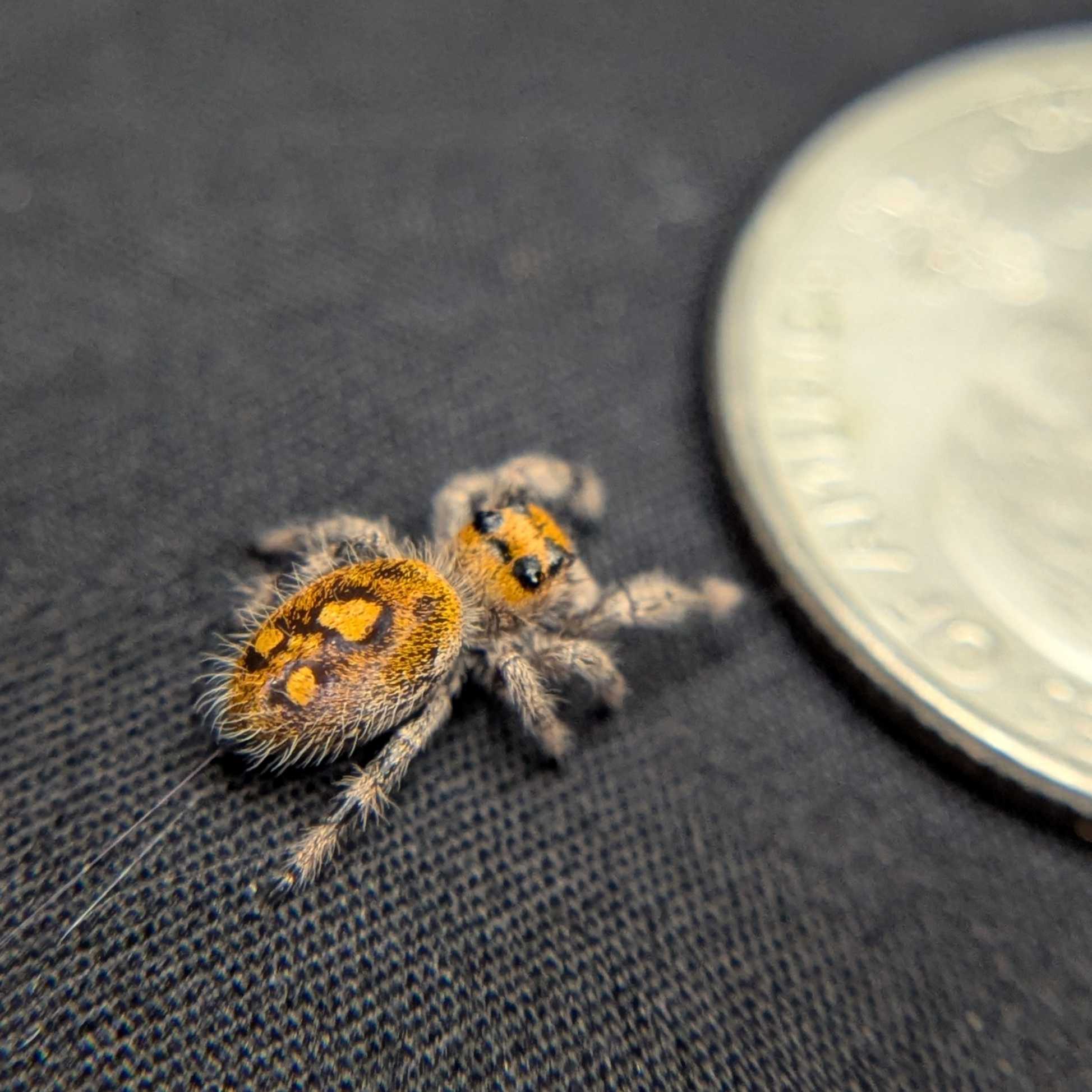 Regal Jumping Spider "Apple"