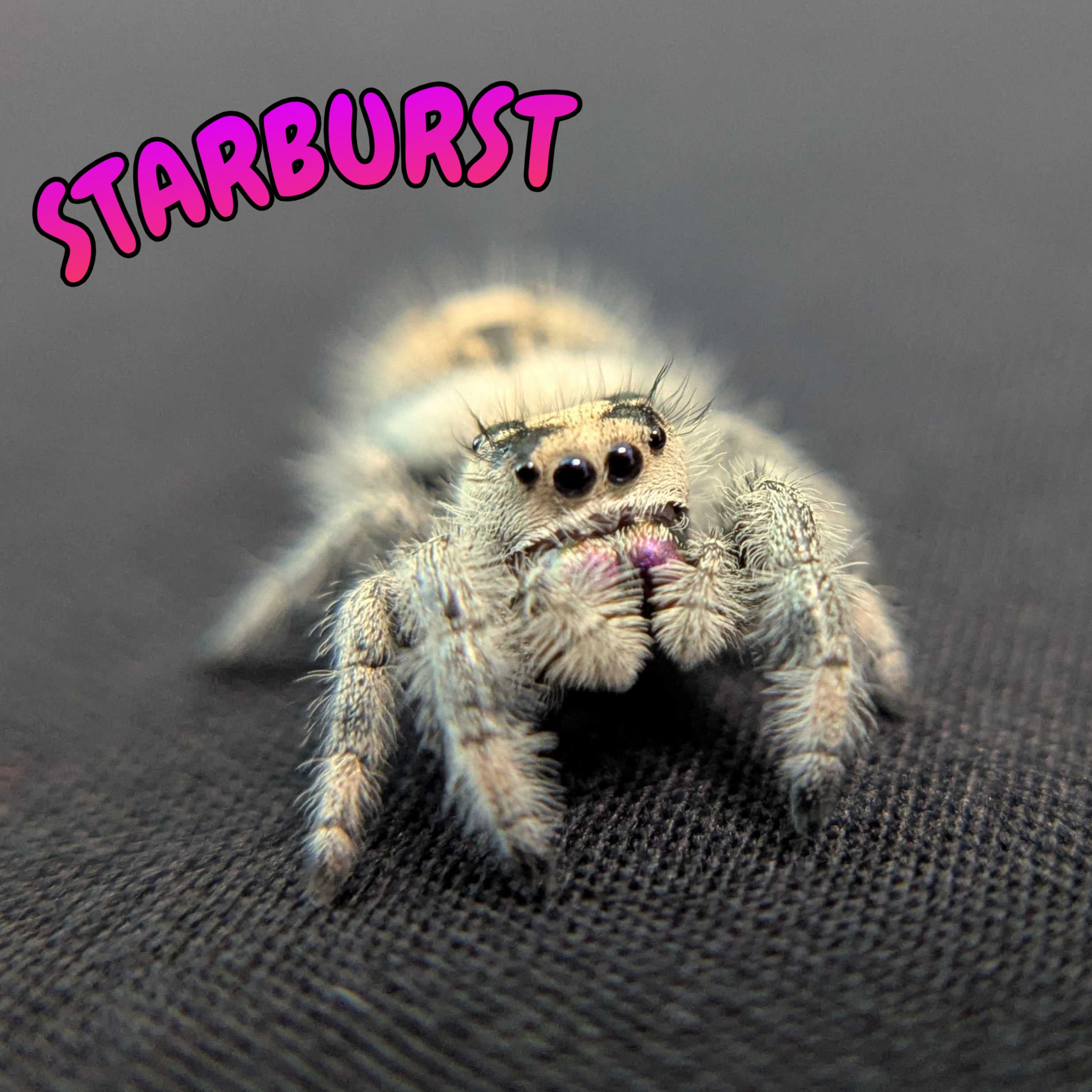 Regal Jumping Spider "Starburst"