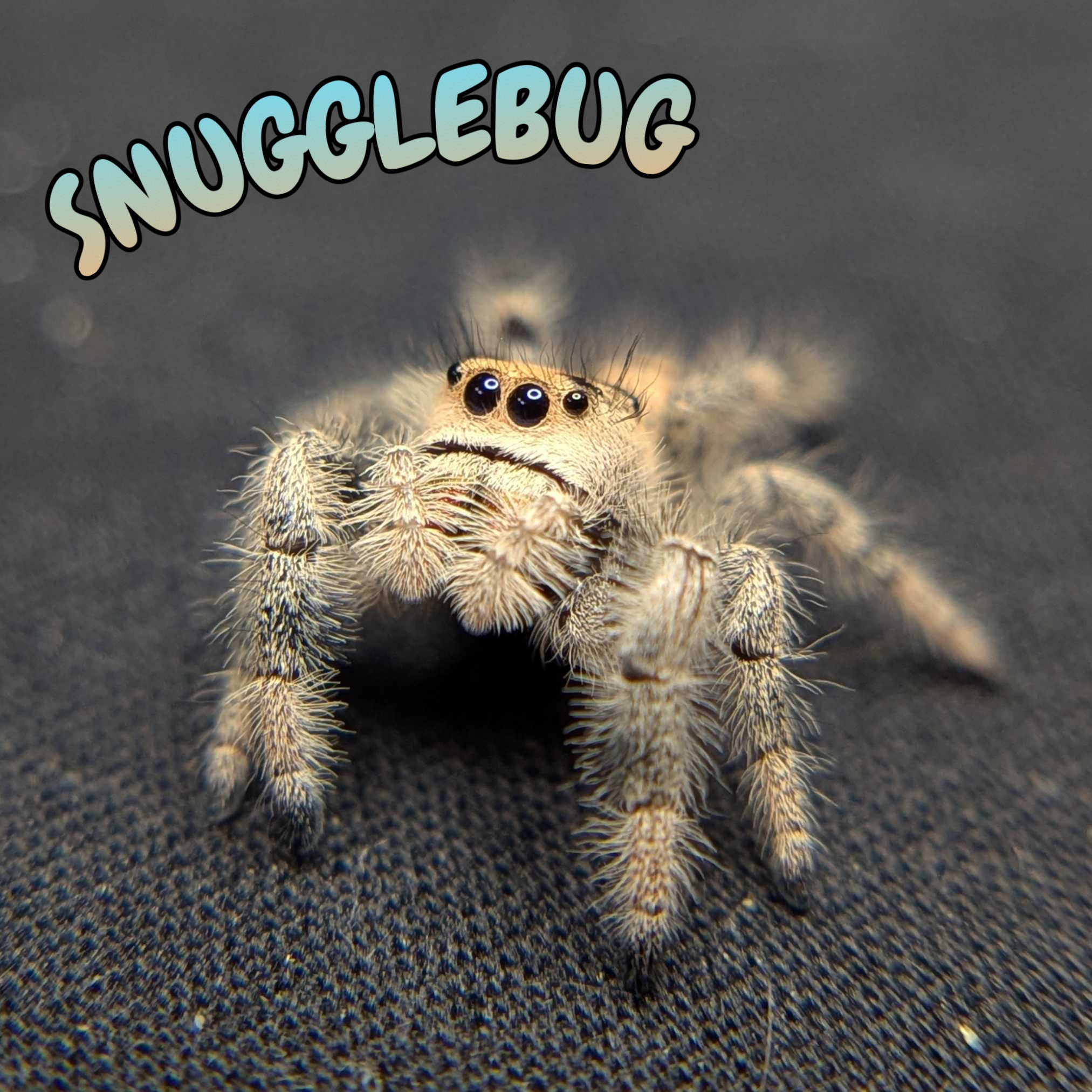 Regal Jumping Spider "Snugglebug"