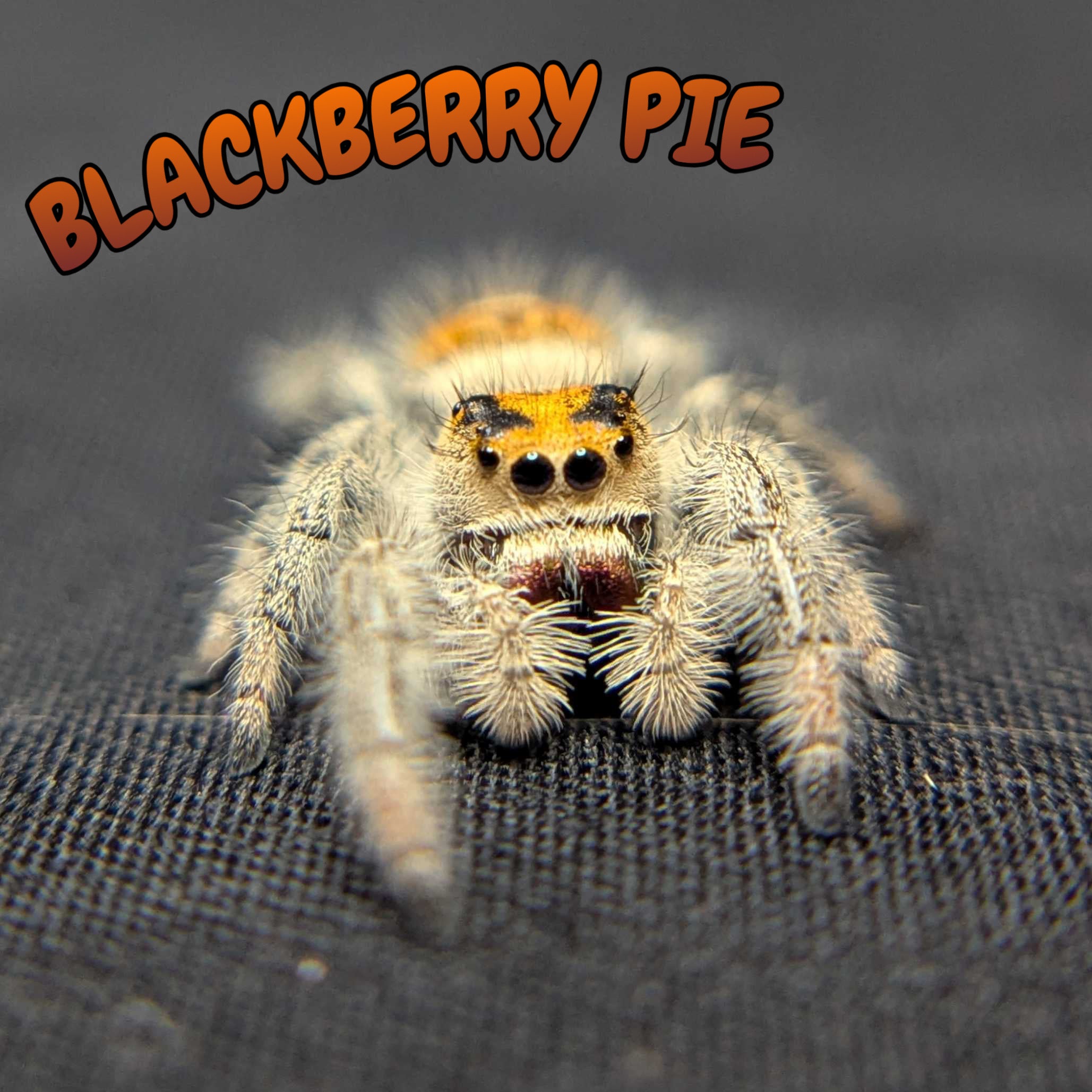 Regal Jumping Spider “Blackberry Pie”