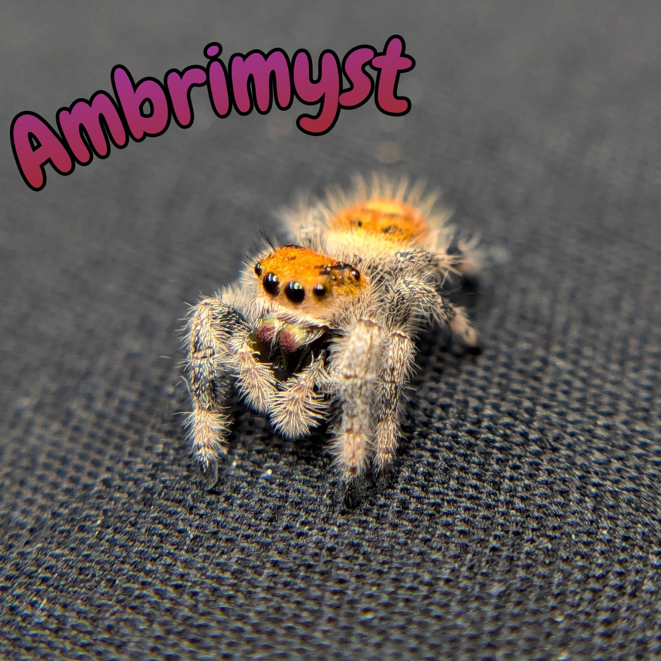 Female Regal Jumping Spider Ambrimyst