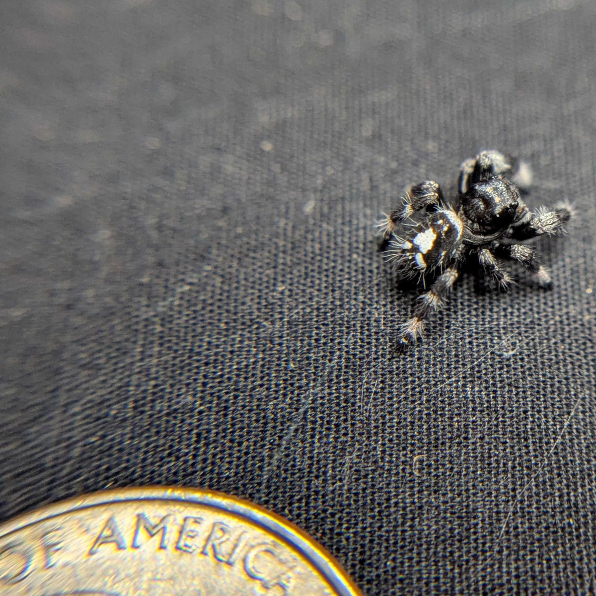 Regal Jumping Spider "Bubbles" FUSED SPOT