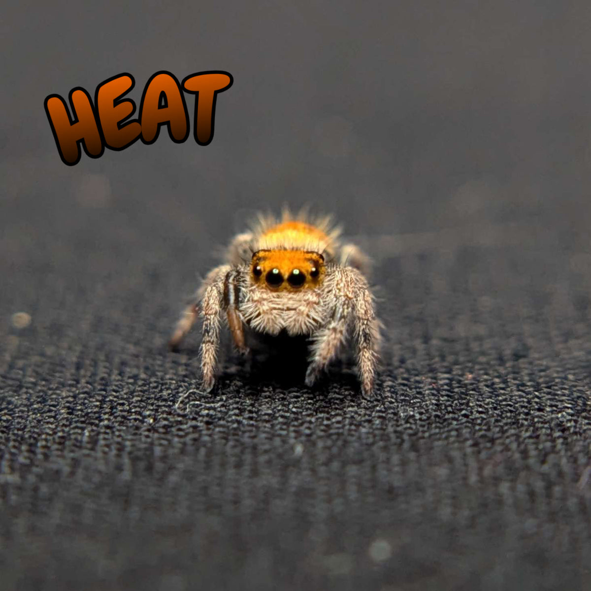 Regal Jumping Spider "Heat"