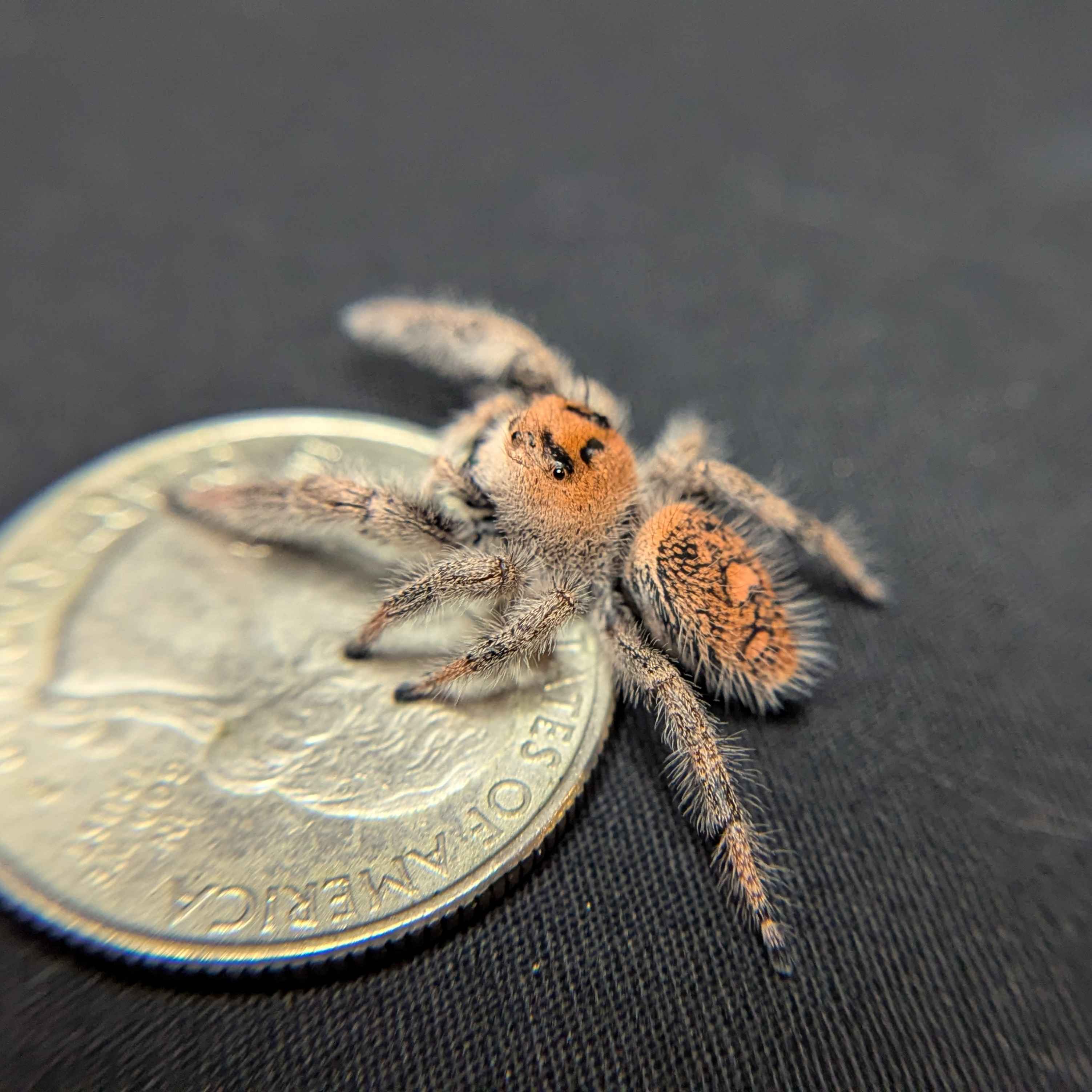 Regal Jumping Spider "Kelp"