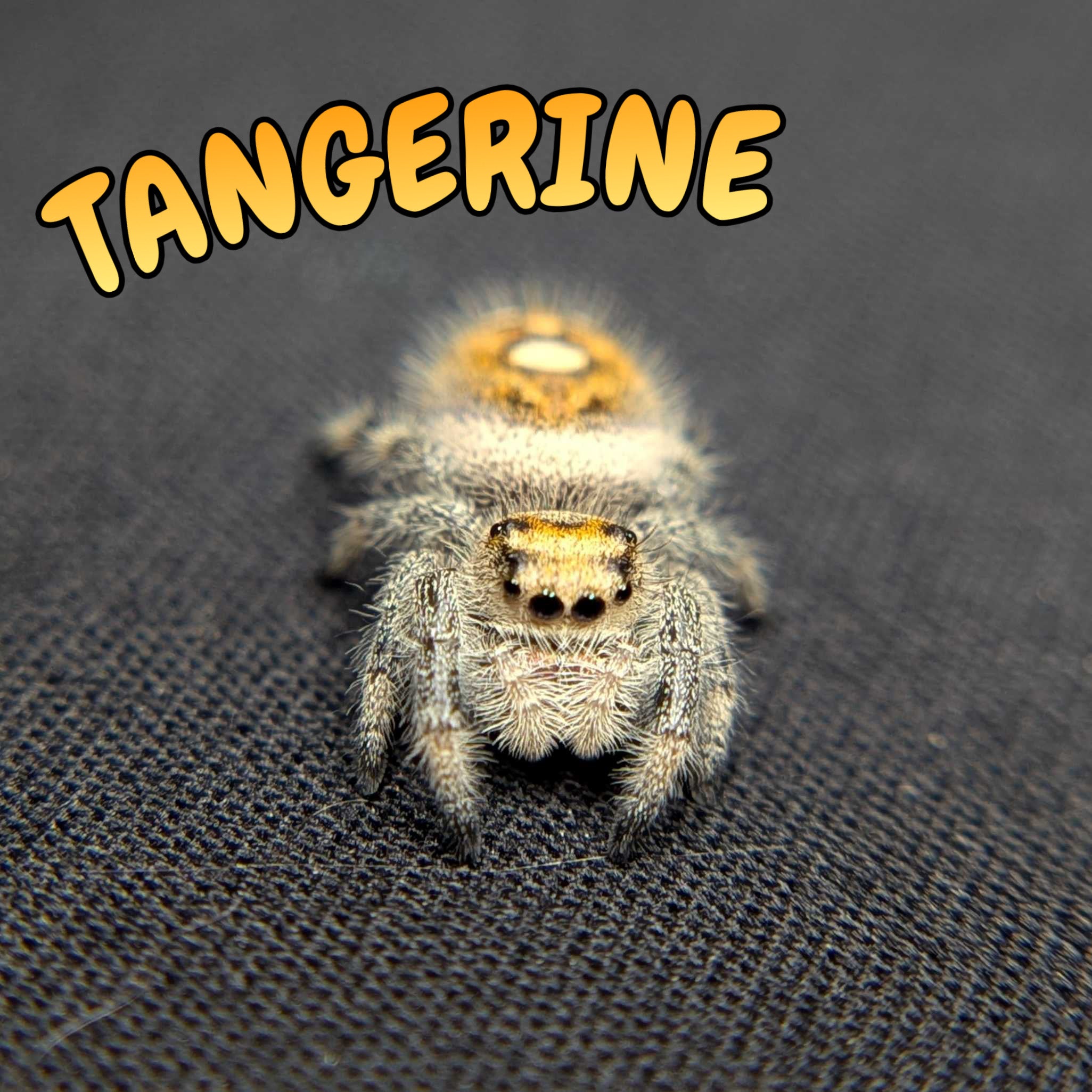Regal Jumping Spider "Tangerine"