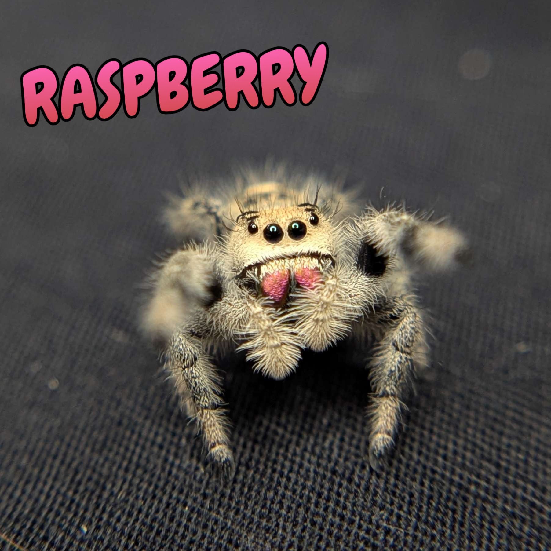 Regal Jumping Spider "Raspberry"