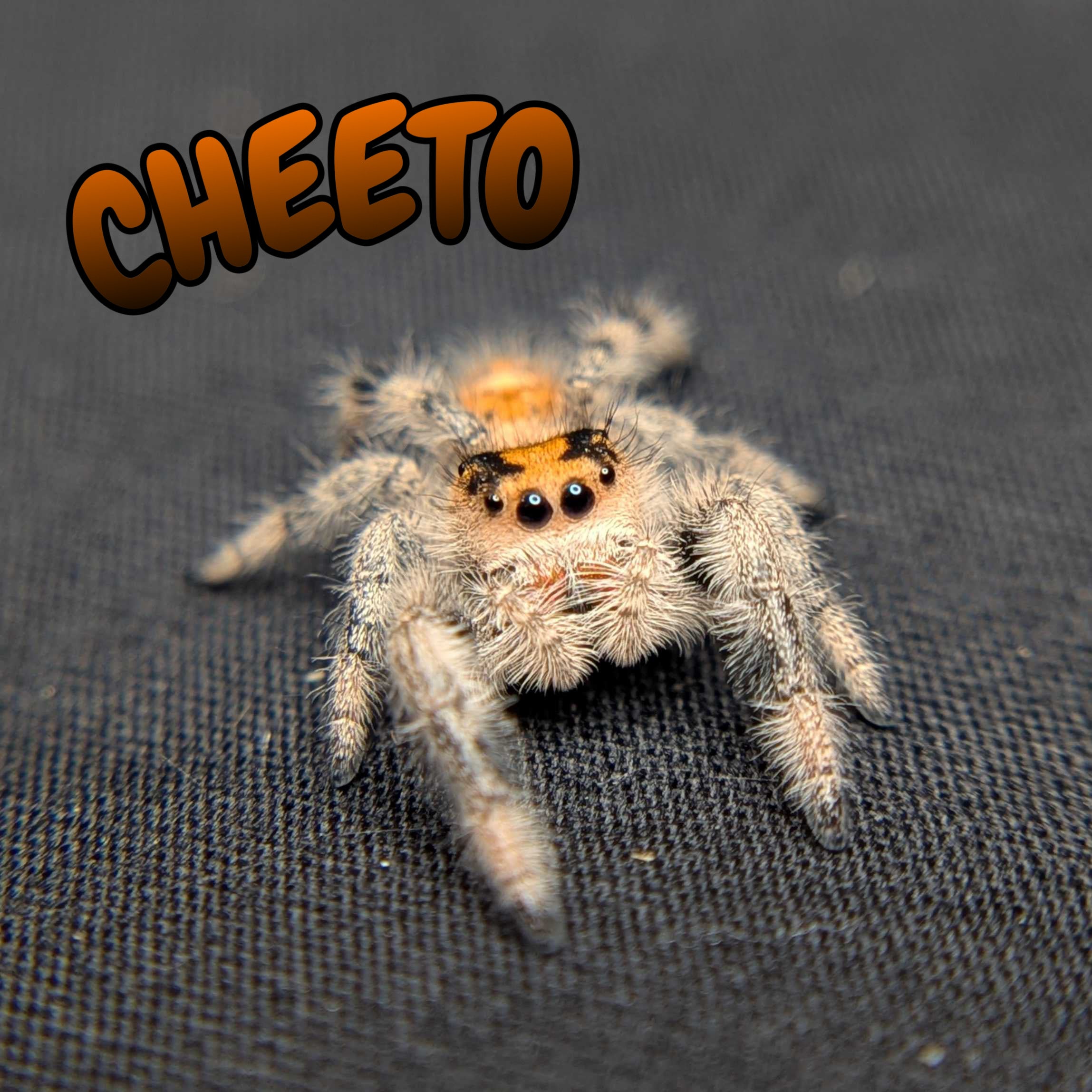 Regal Jumping Spider "Cheeto"