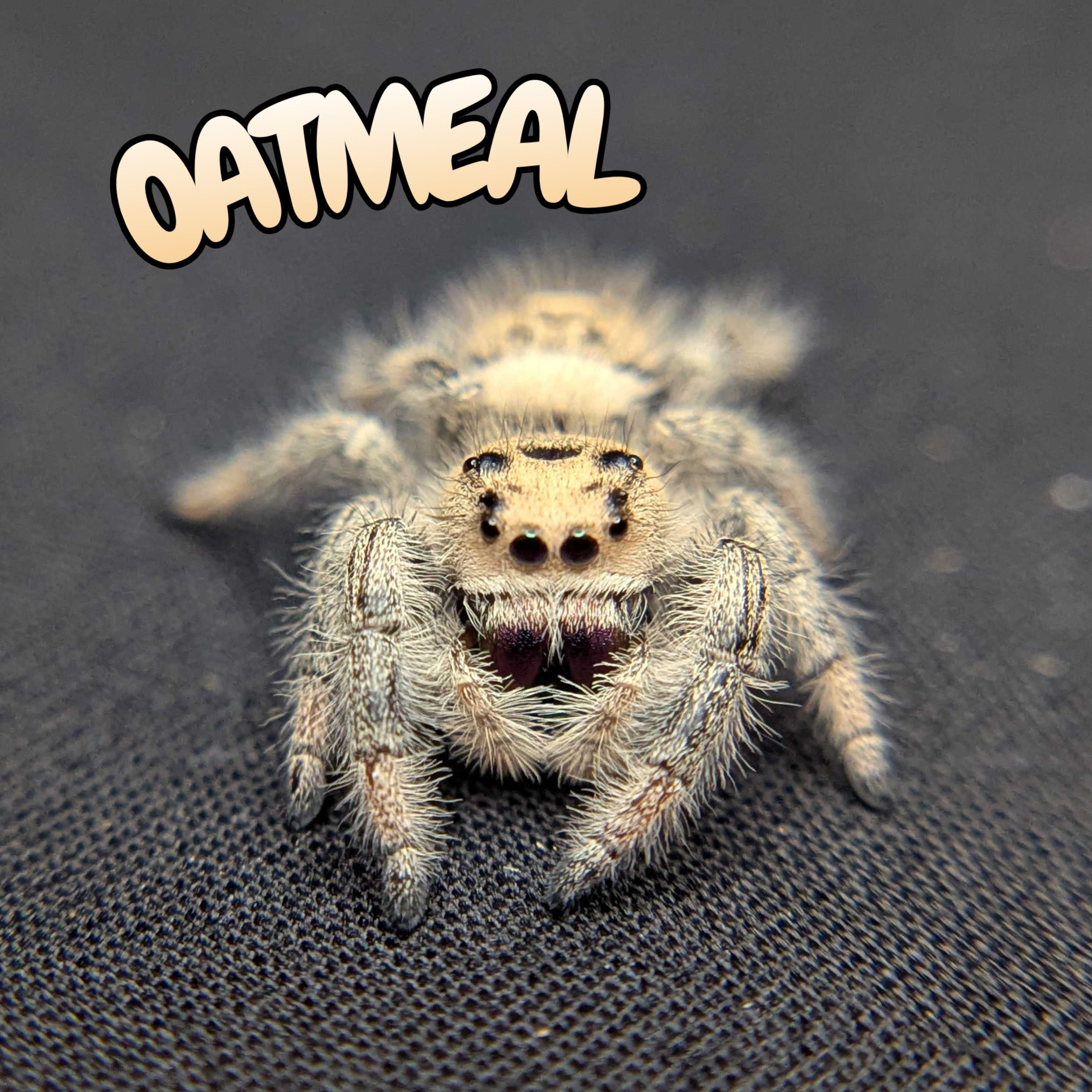 Regal Jumping Spider "Oatmeal"