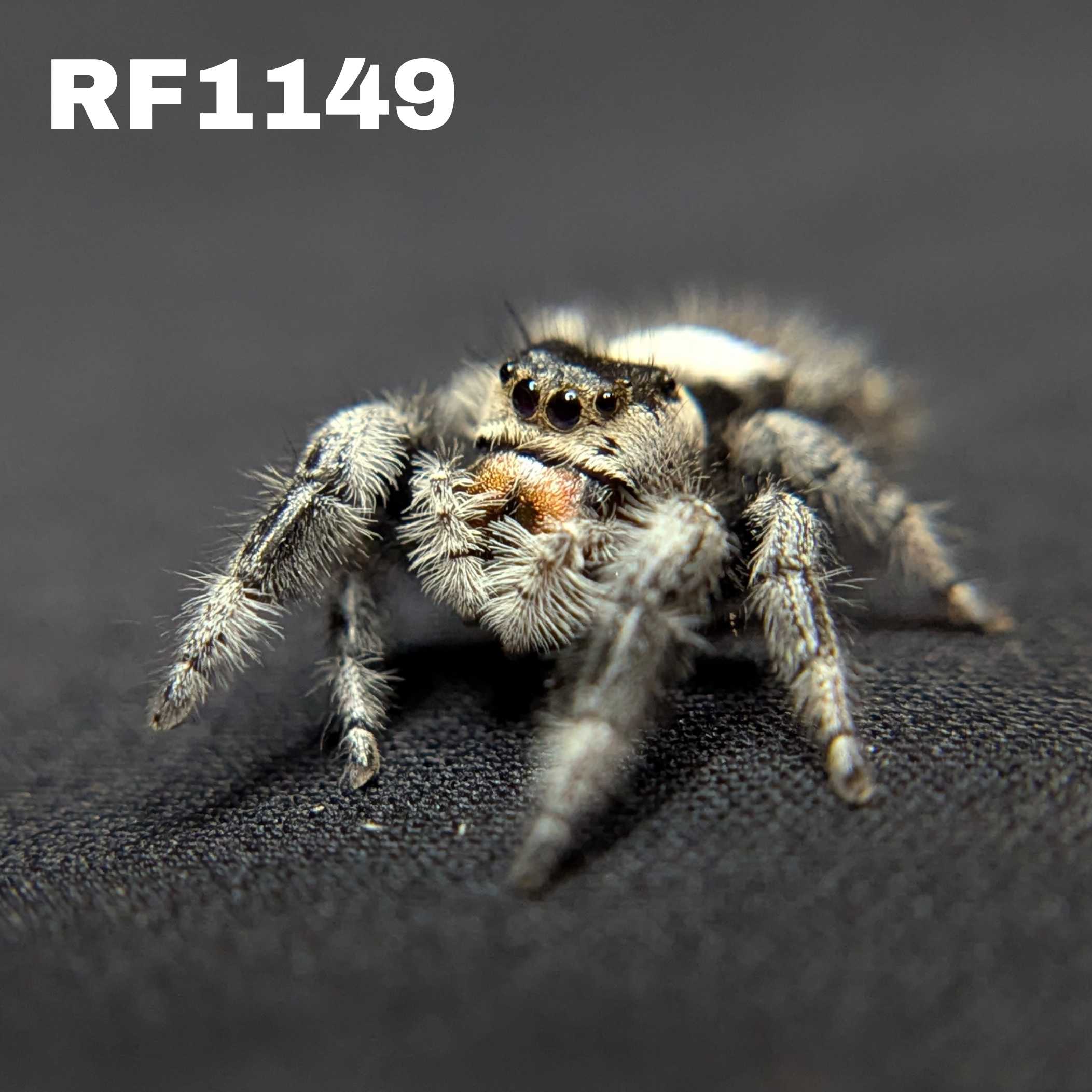 Regal Jumping Spider "Cello"