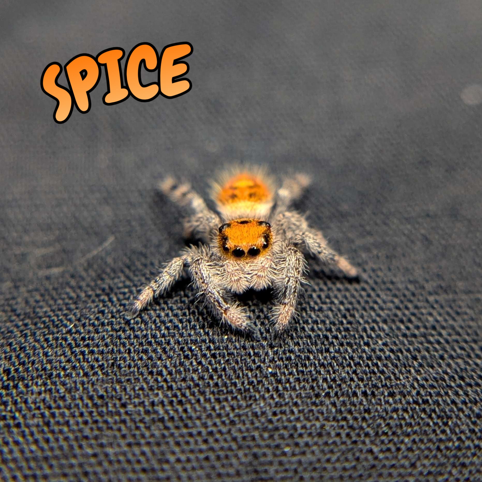 Regal Jumping Spider “Spice”