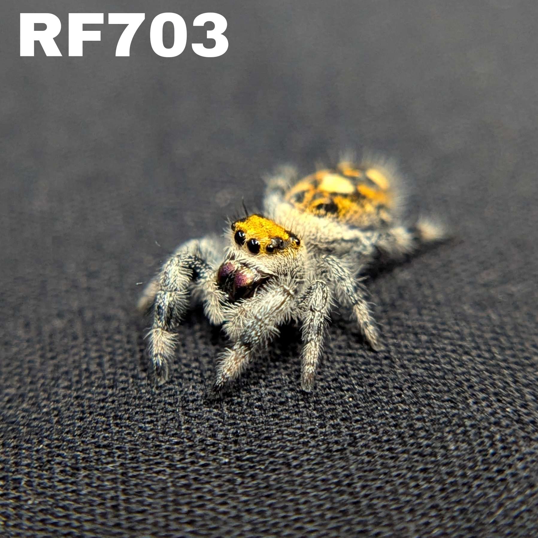 Regal Jumping Spider "Rusty"