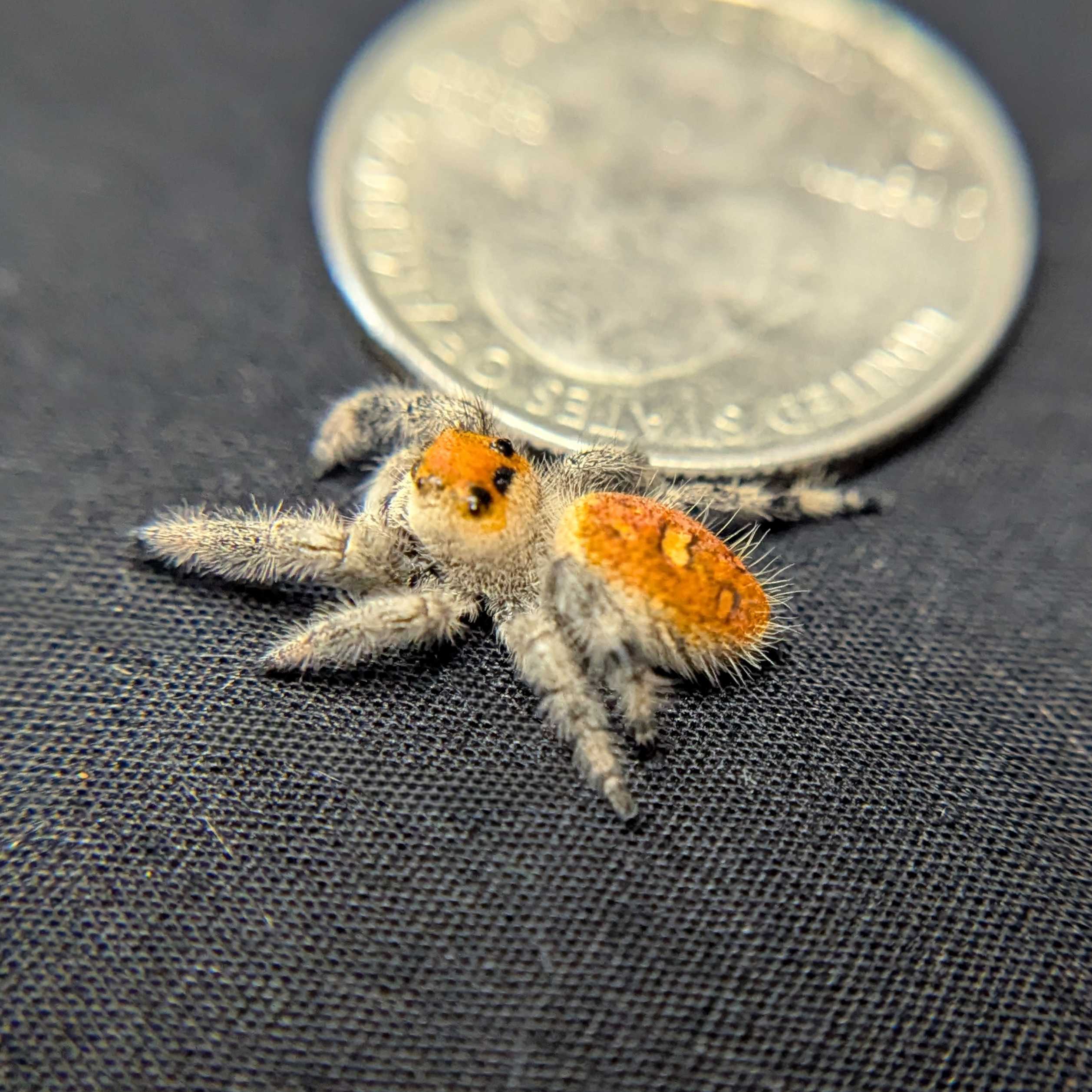 Regal Jumping Spider “Gooseberry”