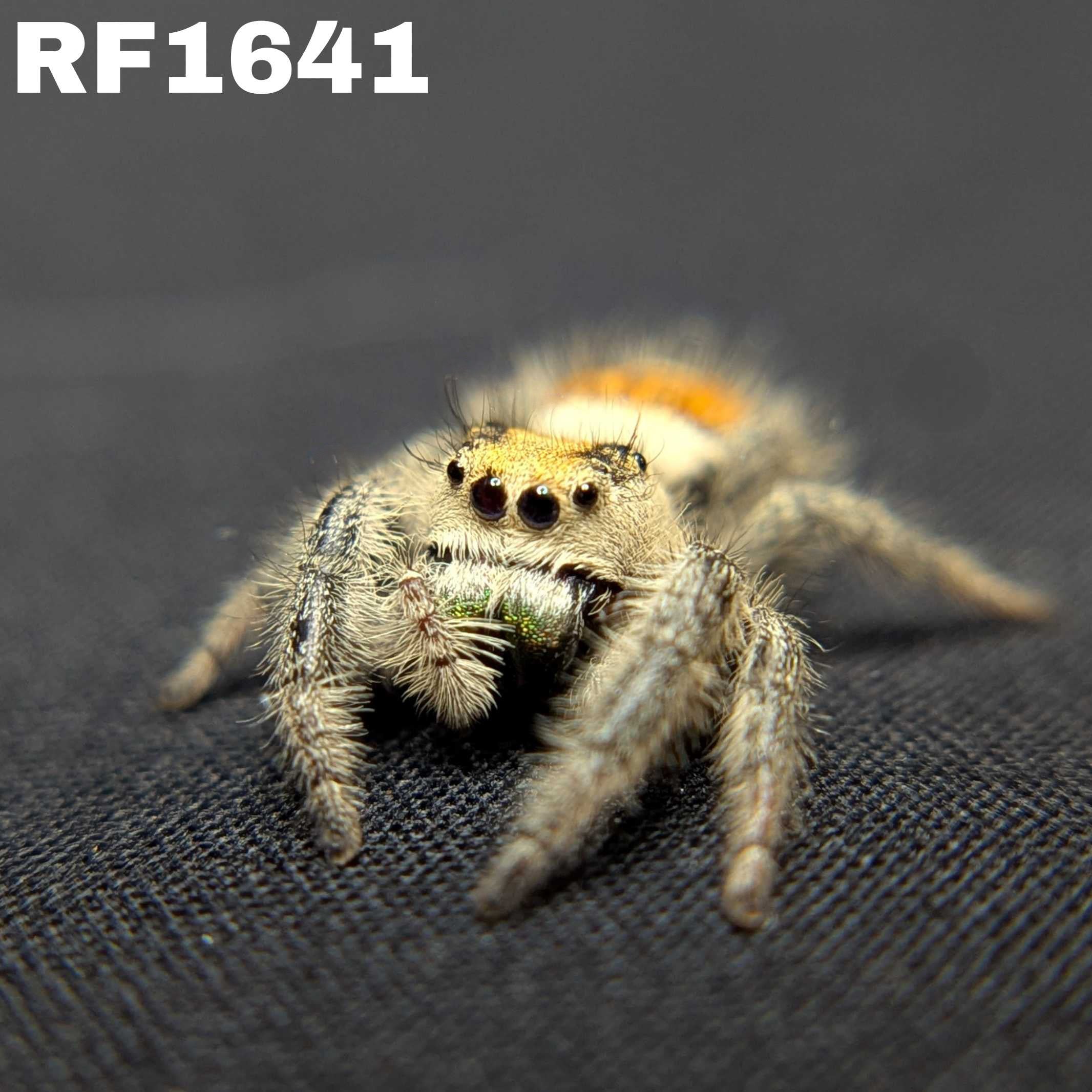 Regal Jumping Spider "Seafoam"