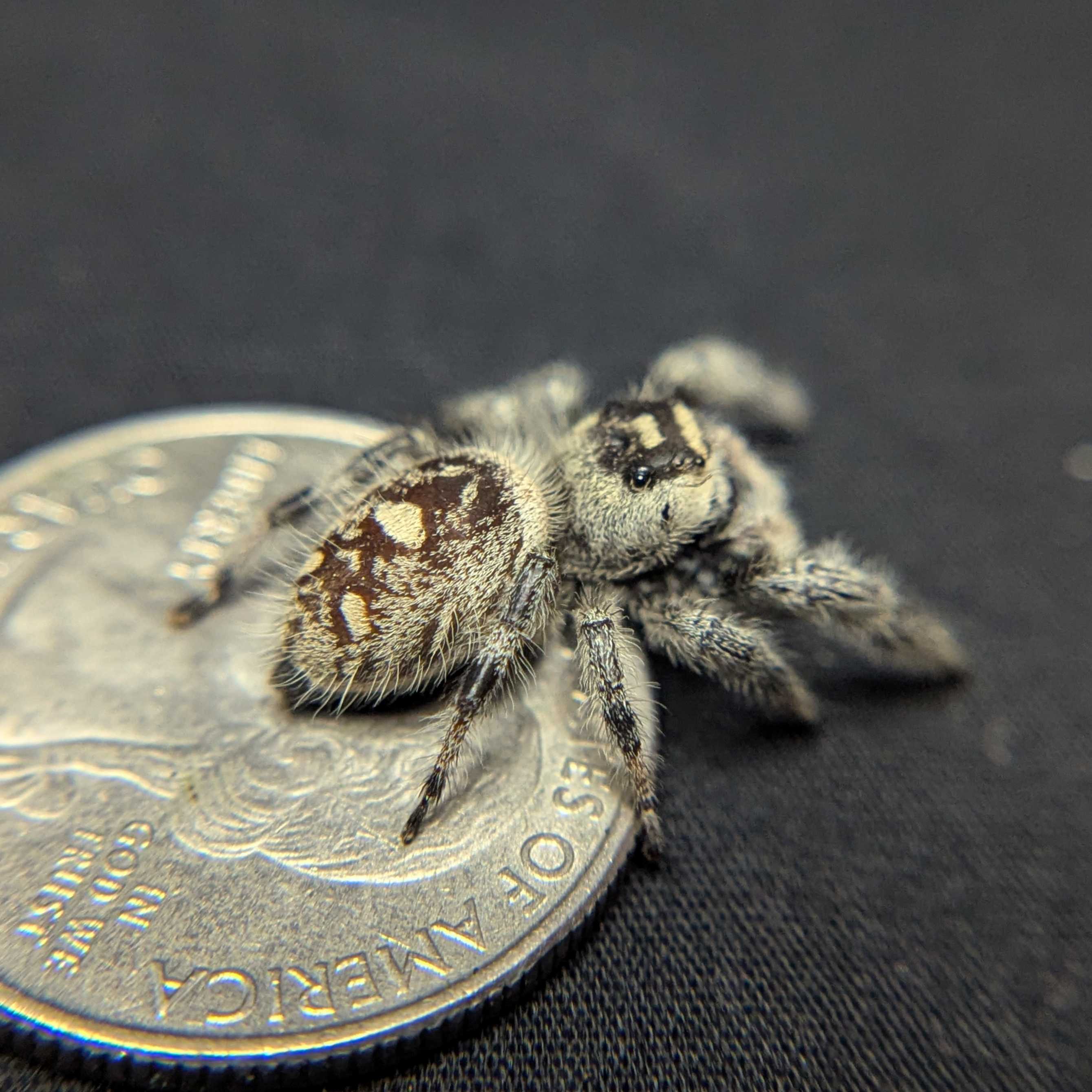 Regal Jumping Spider "Coconut"