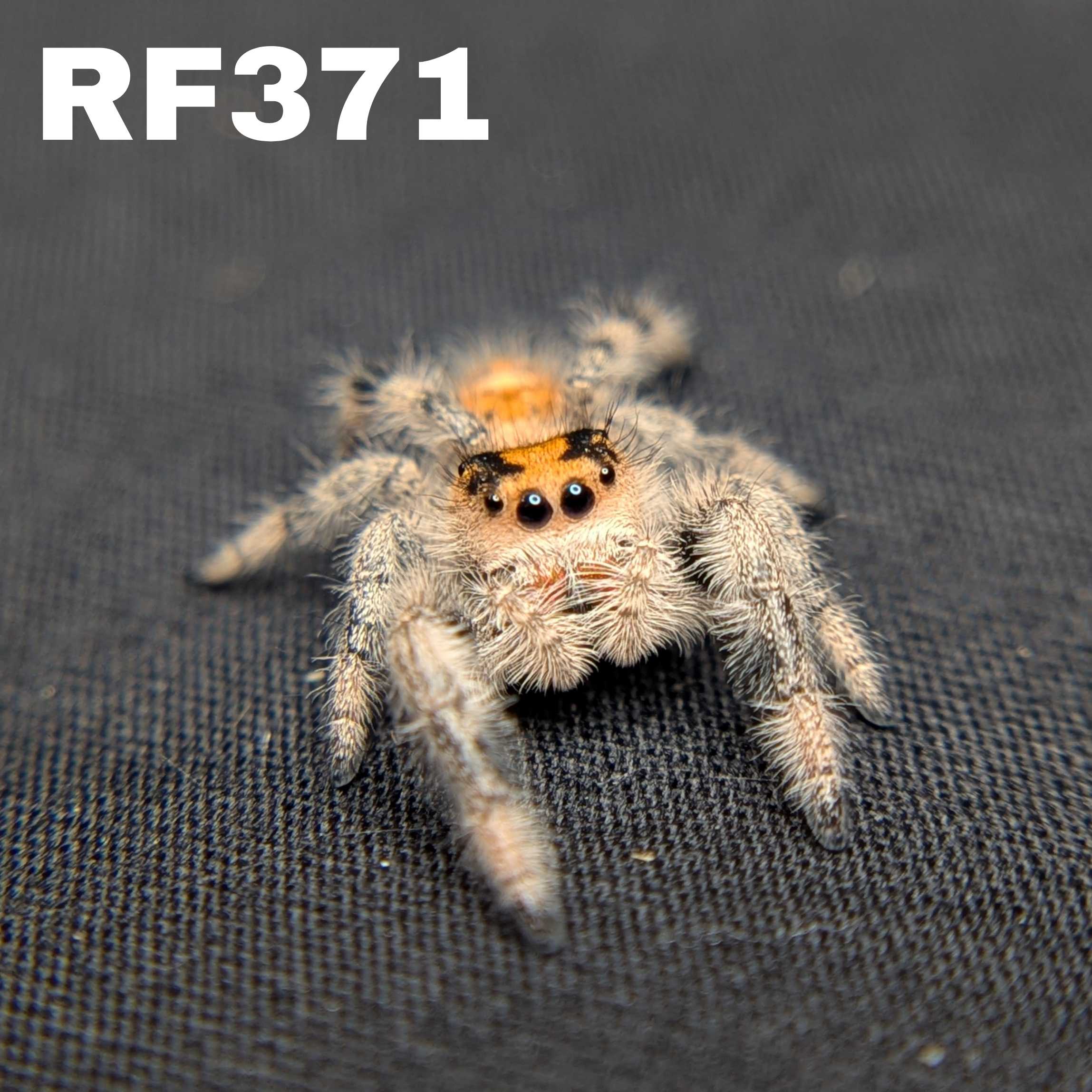 Regal Jumping Spider "Cheeto"