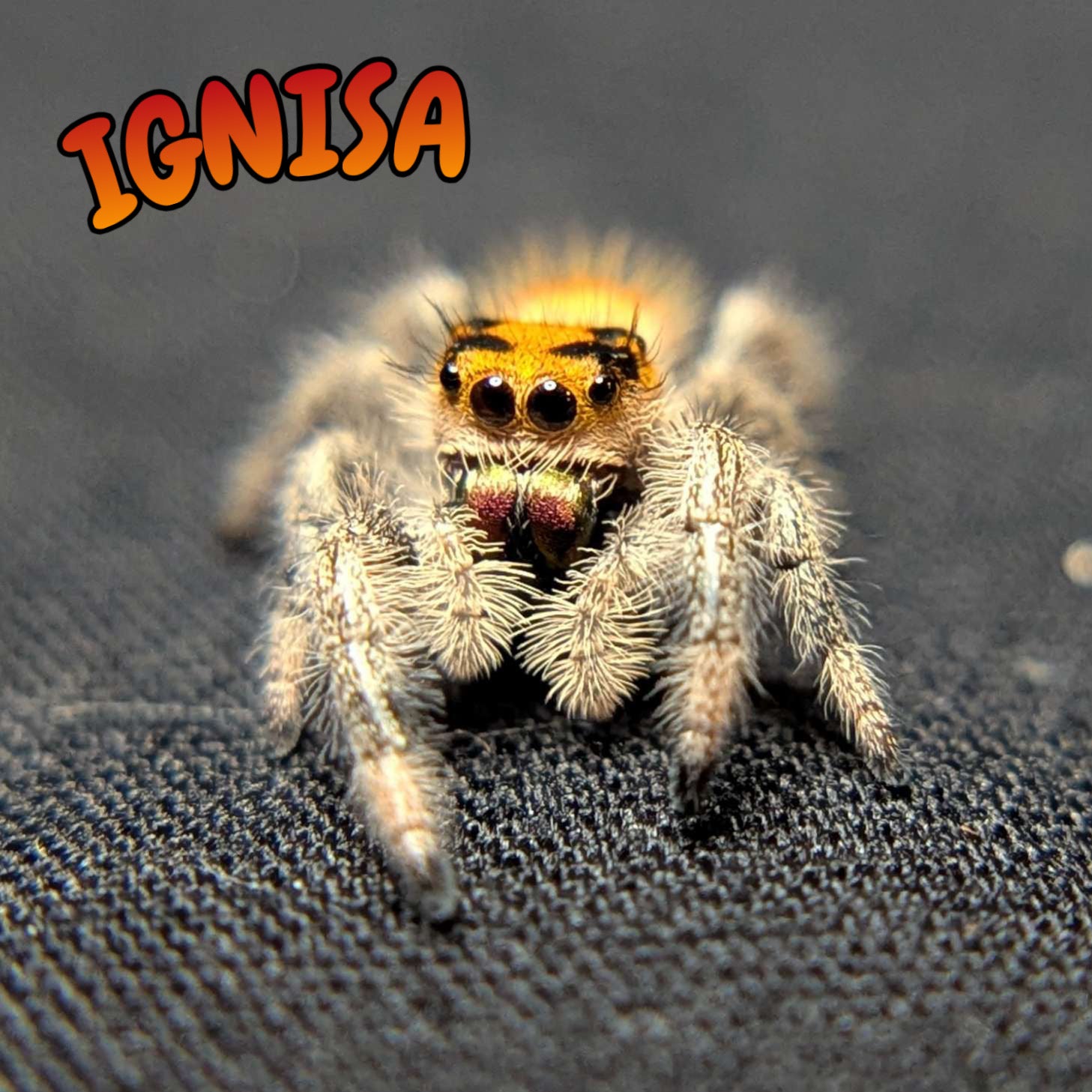 Regal Jumping Spider "Ignisa"