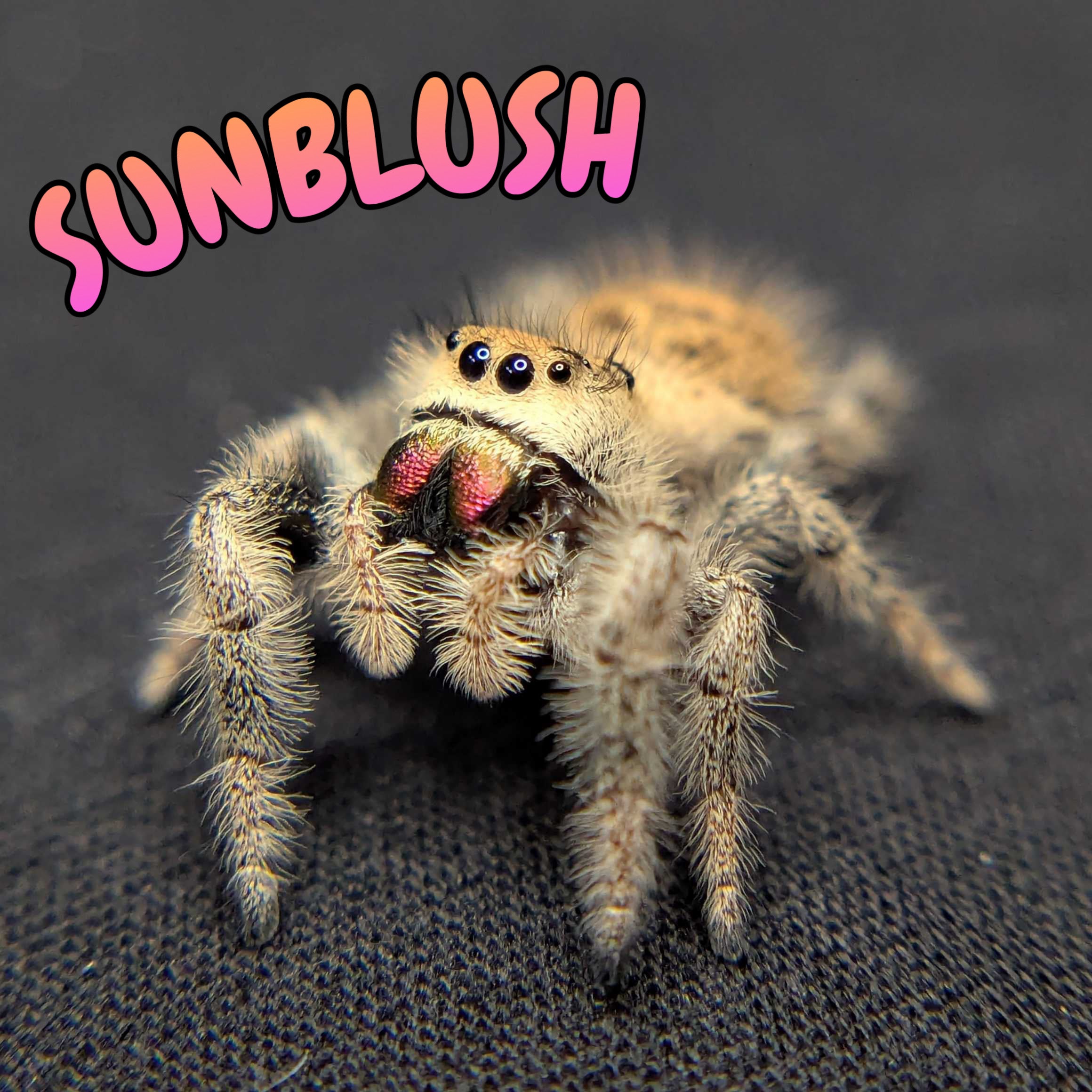 Regal Jumping Spider "Sunblush"